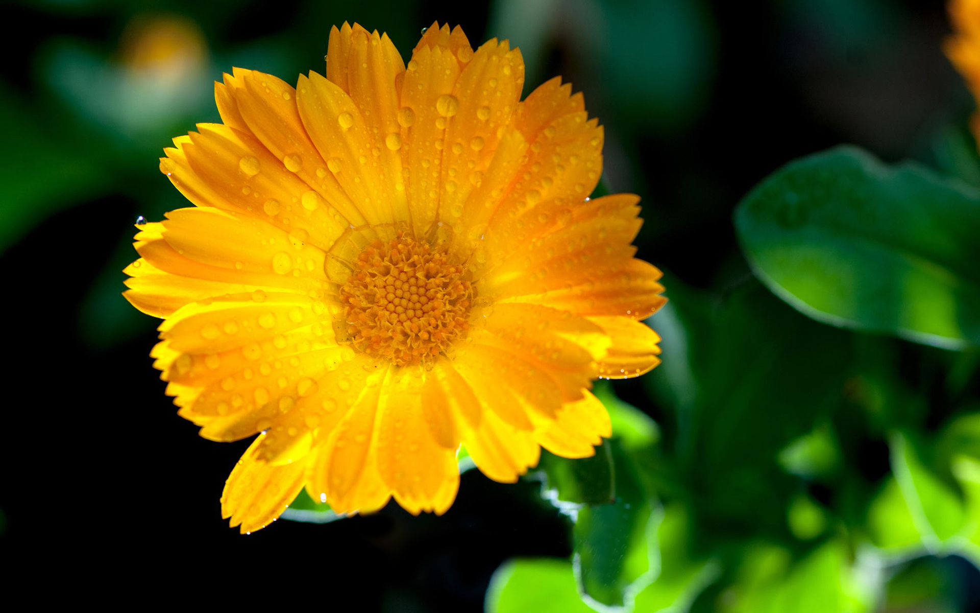 小清新 小花 可爱 宽屏