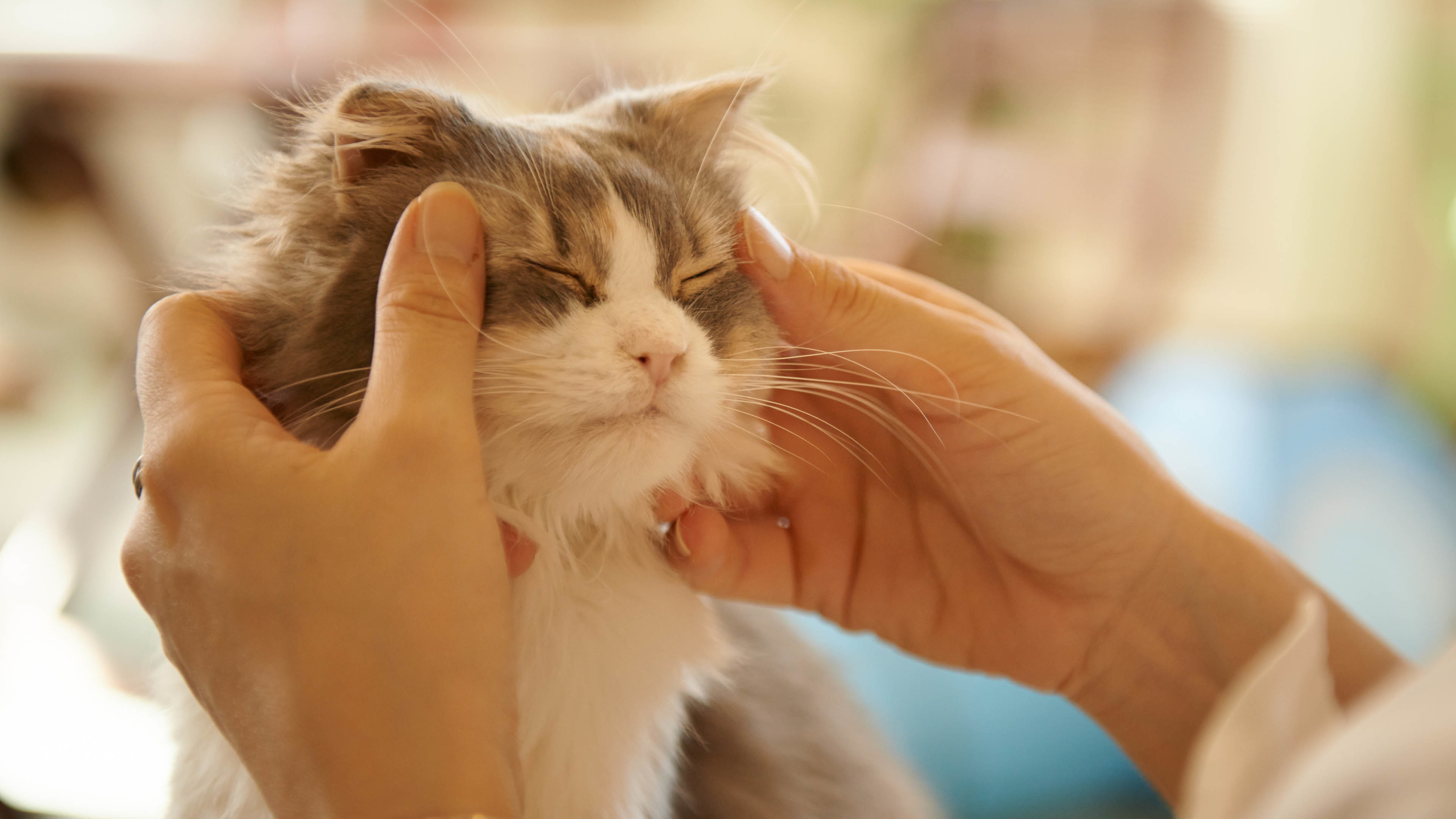 喵星人 猫 可爱