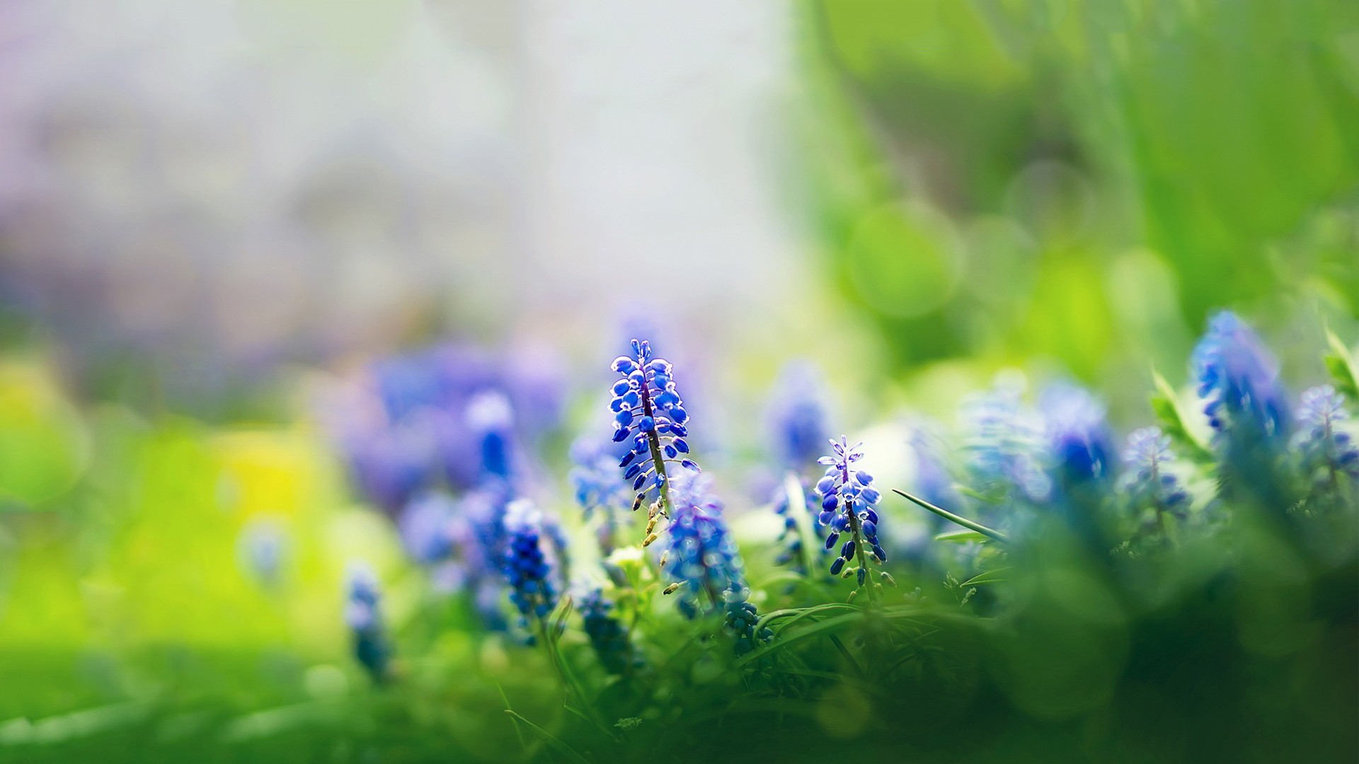 小清新 植物 绿色 花卉