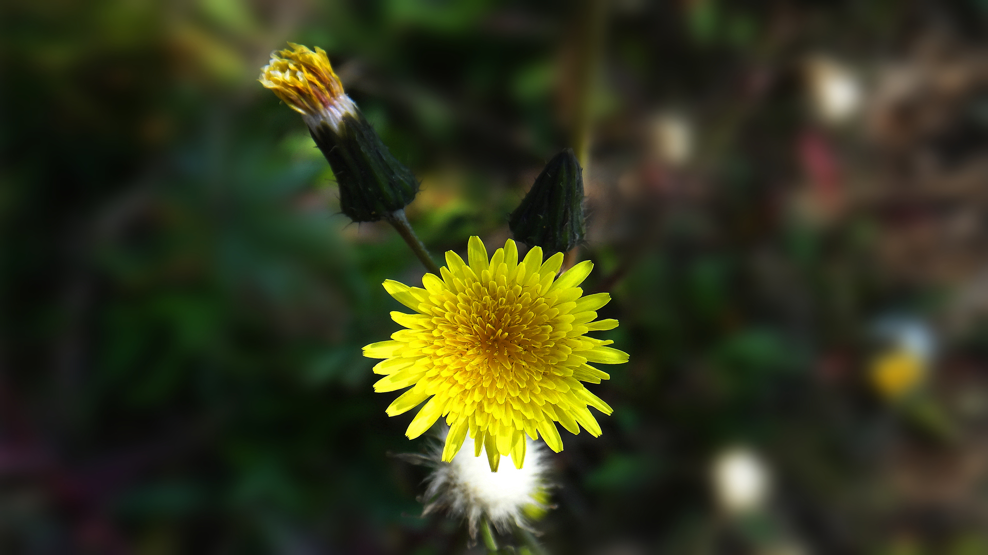 清新淡雅 小黄花