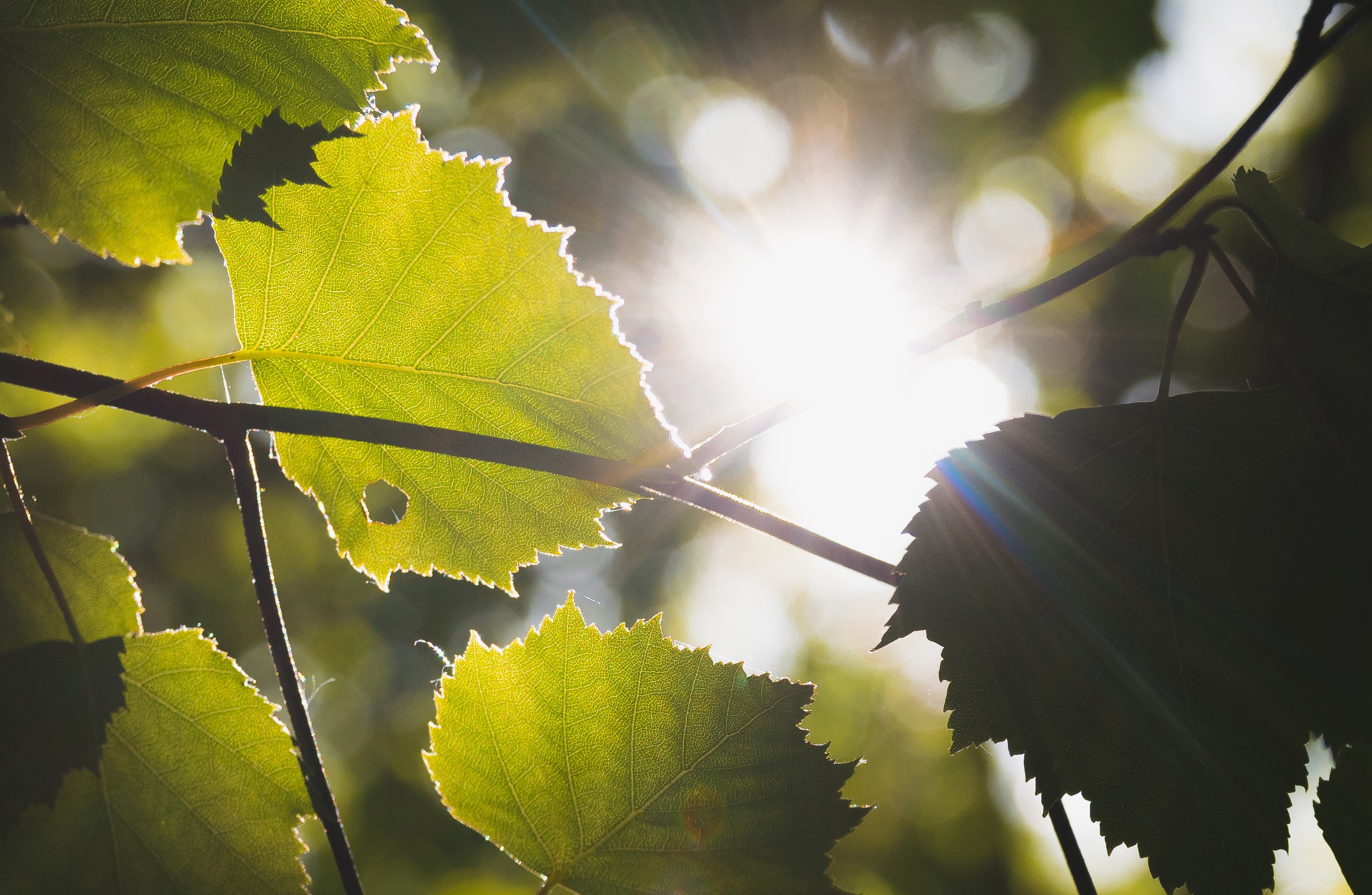 小清新 光线 树叶
