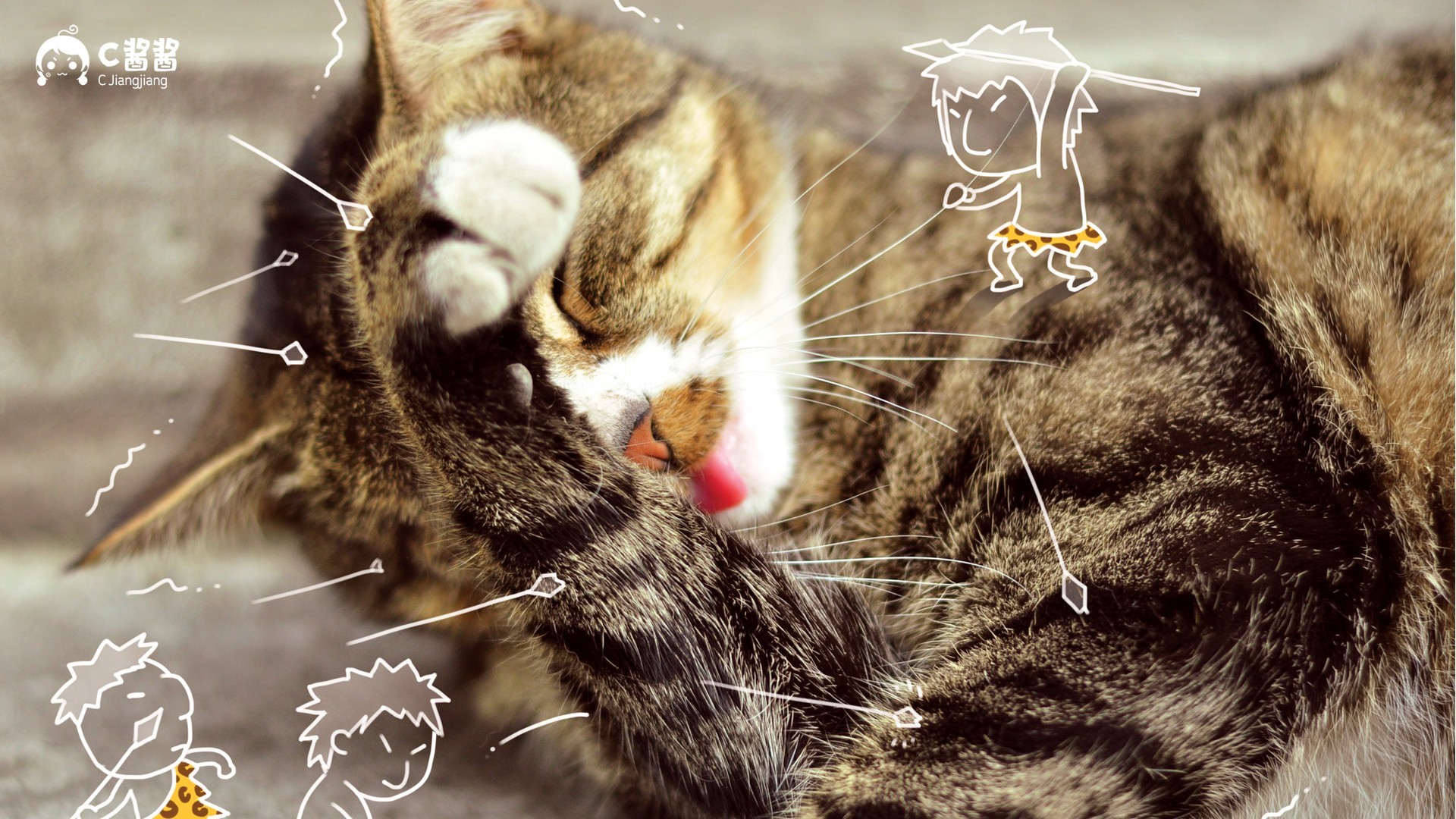 动物 萌宠 喵星人