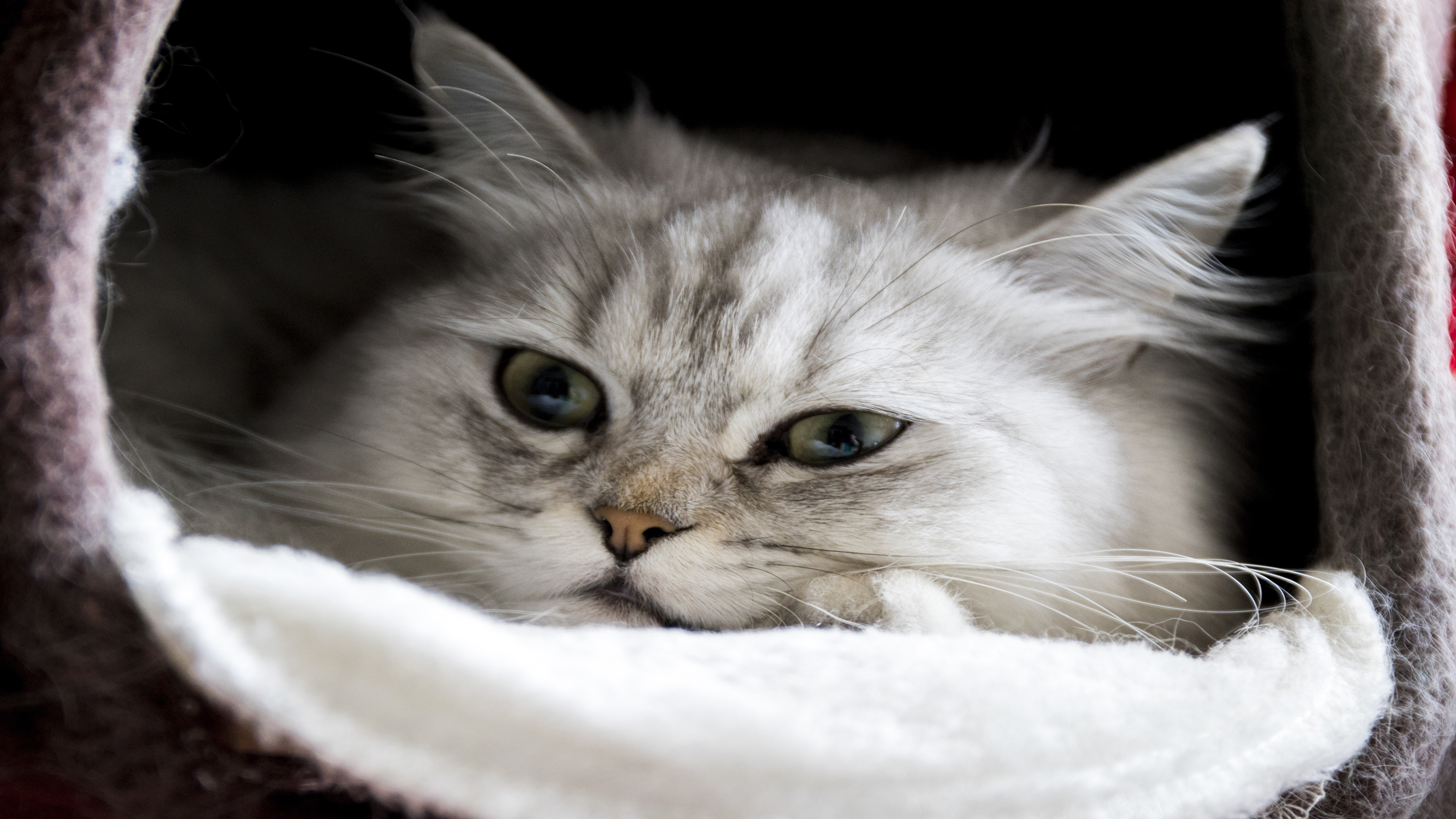 4K 动物 喵星人 猫