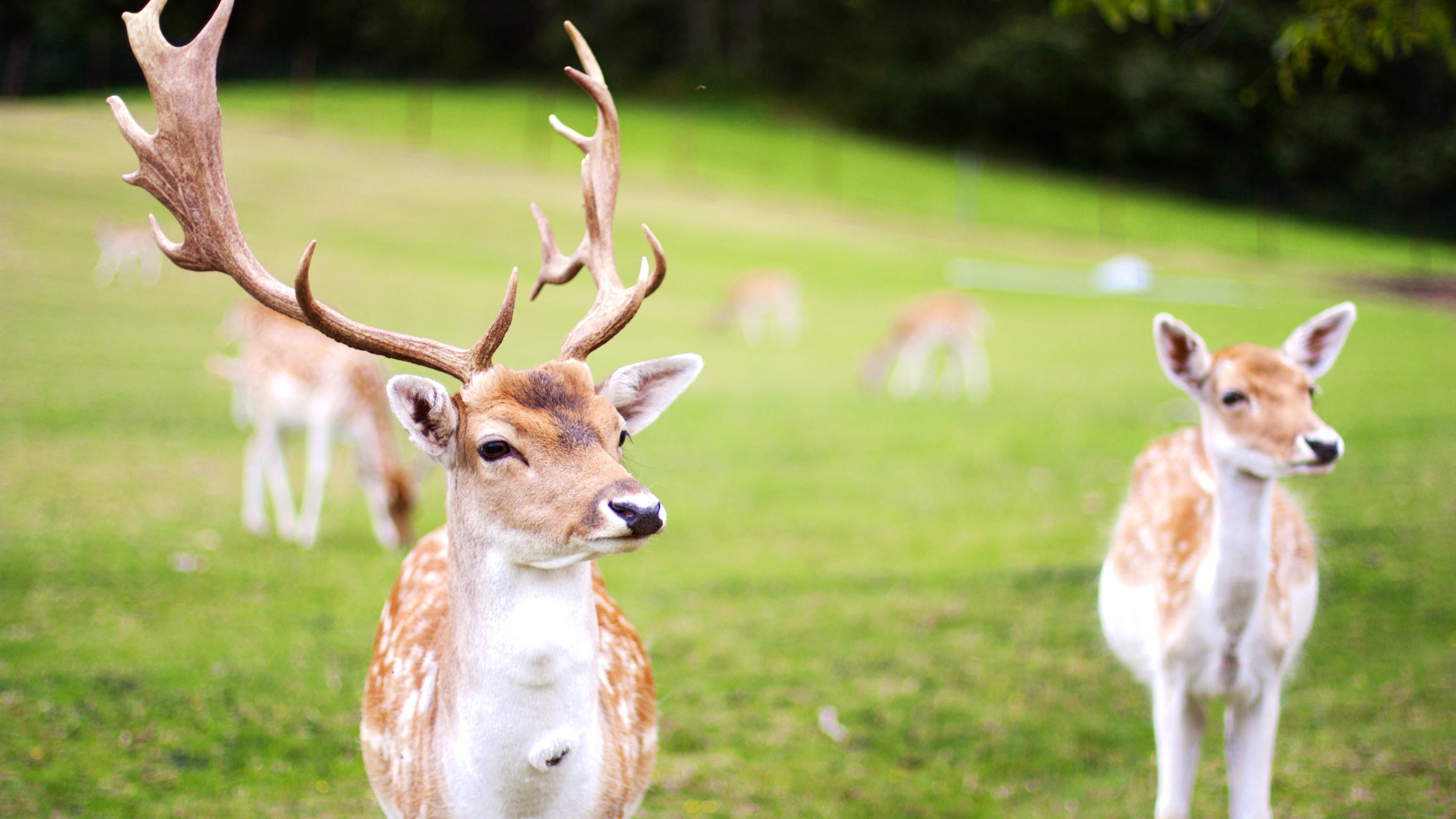 野生动物 梅花鹿