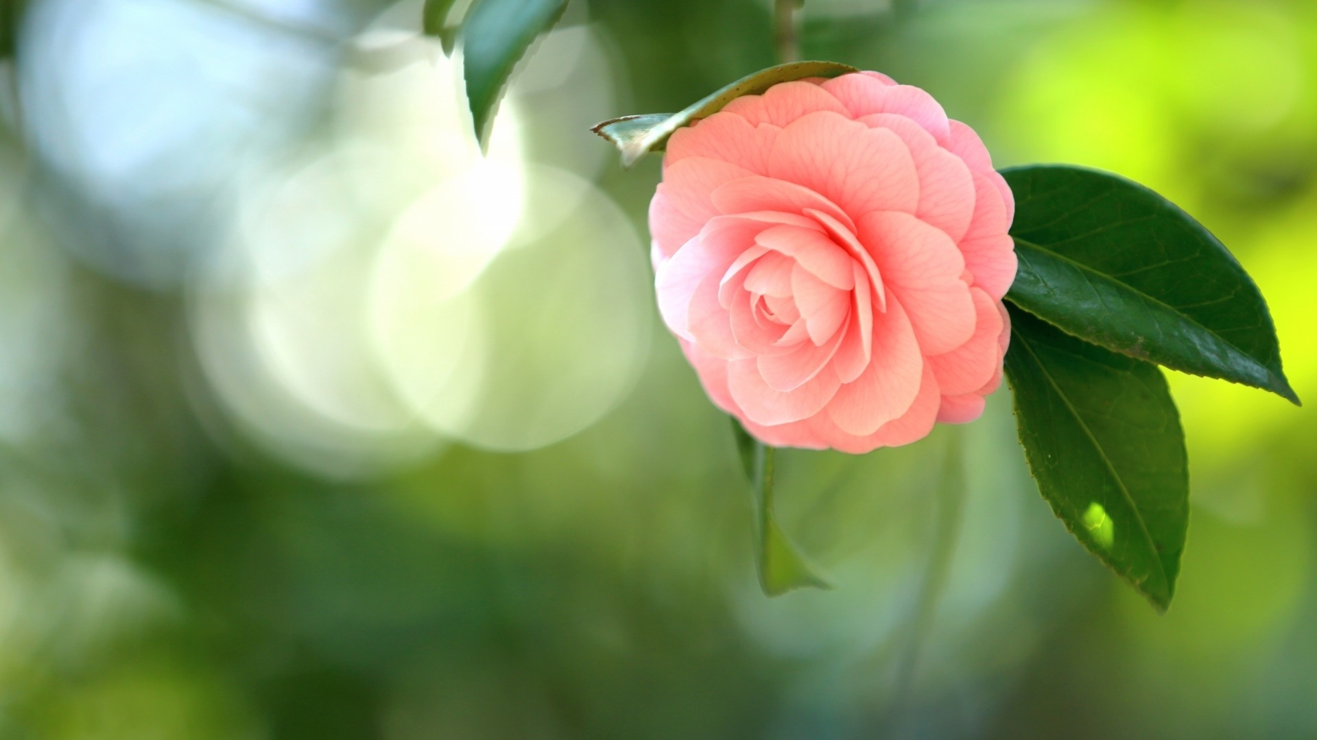 舒缓压力 山茶花 清新