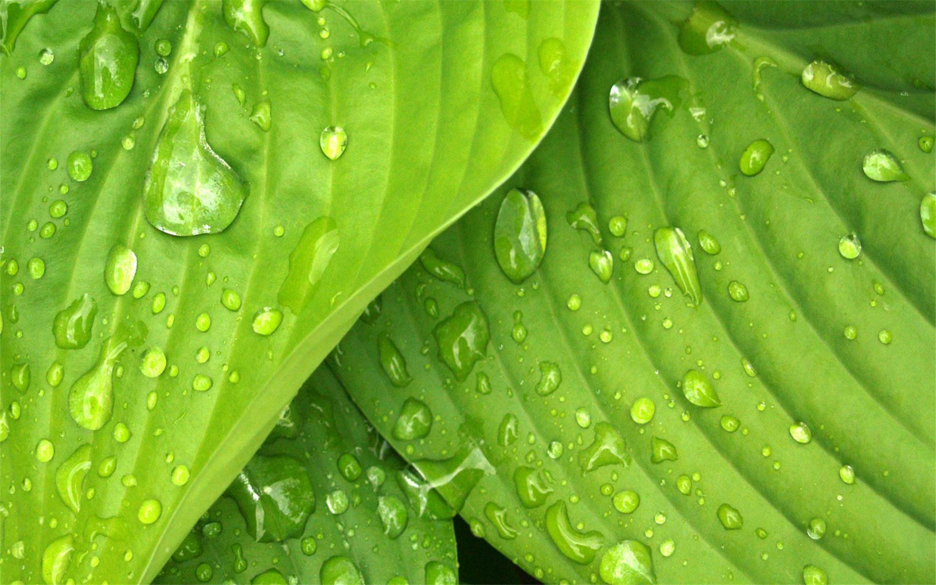 小清新 护眼壁纸 绿色 树叶