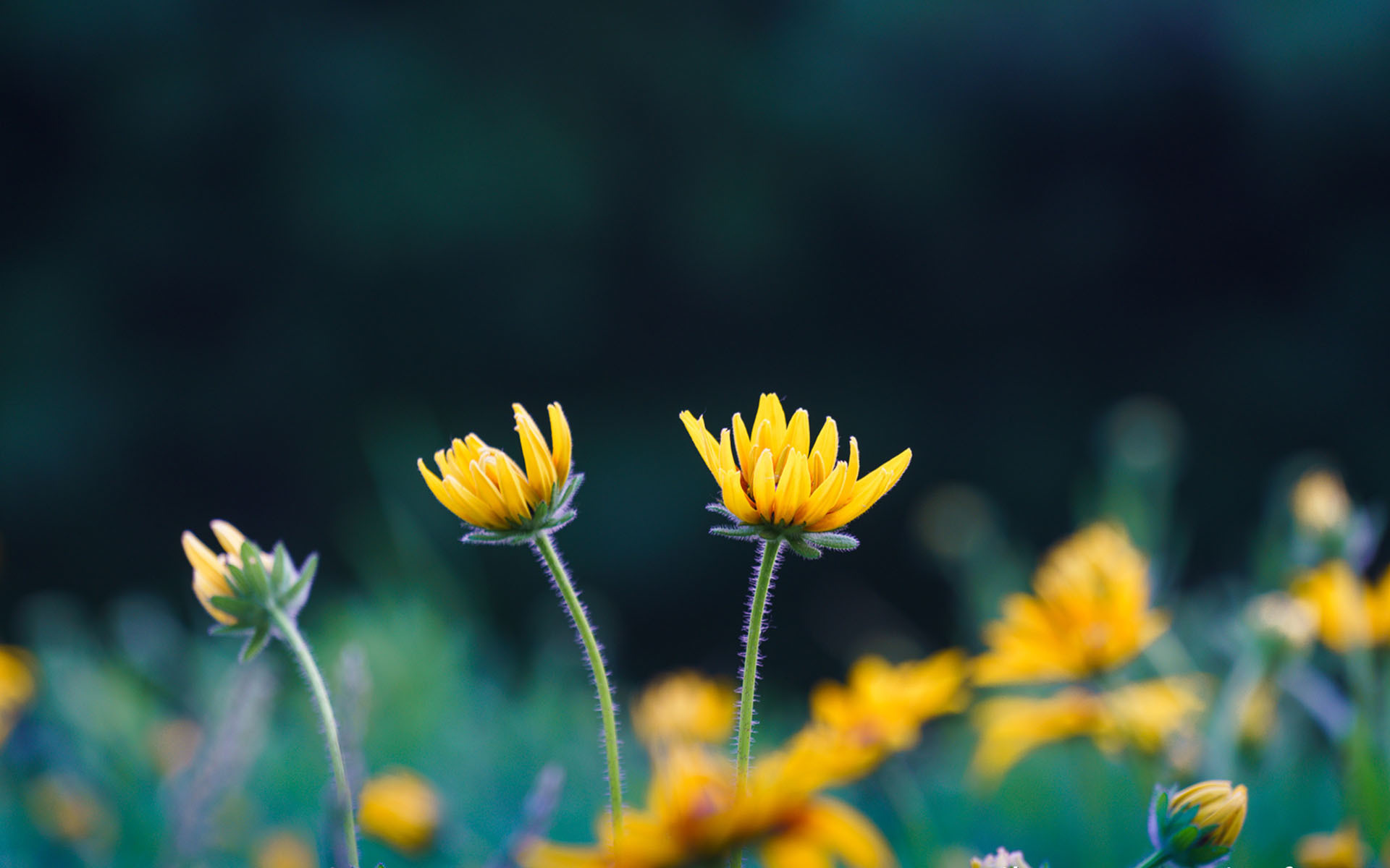 舒缓压力 养眼的小菊花