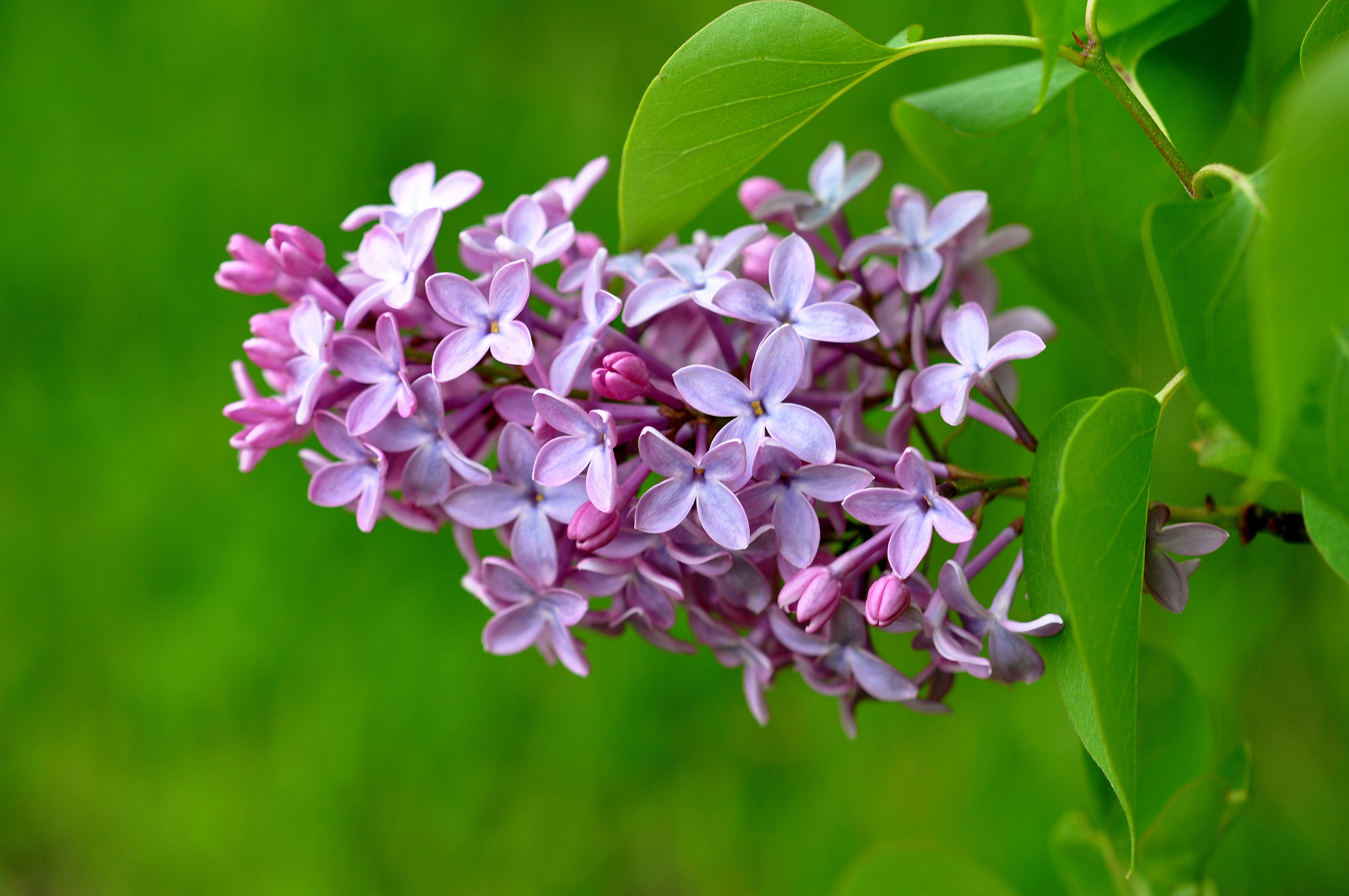 护眼壁纸 绿色 树叶 花卉