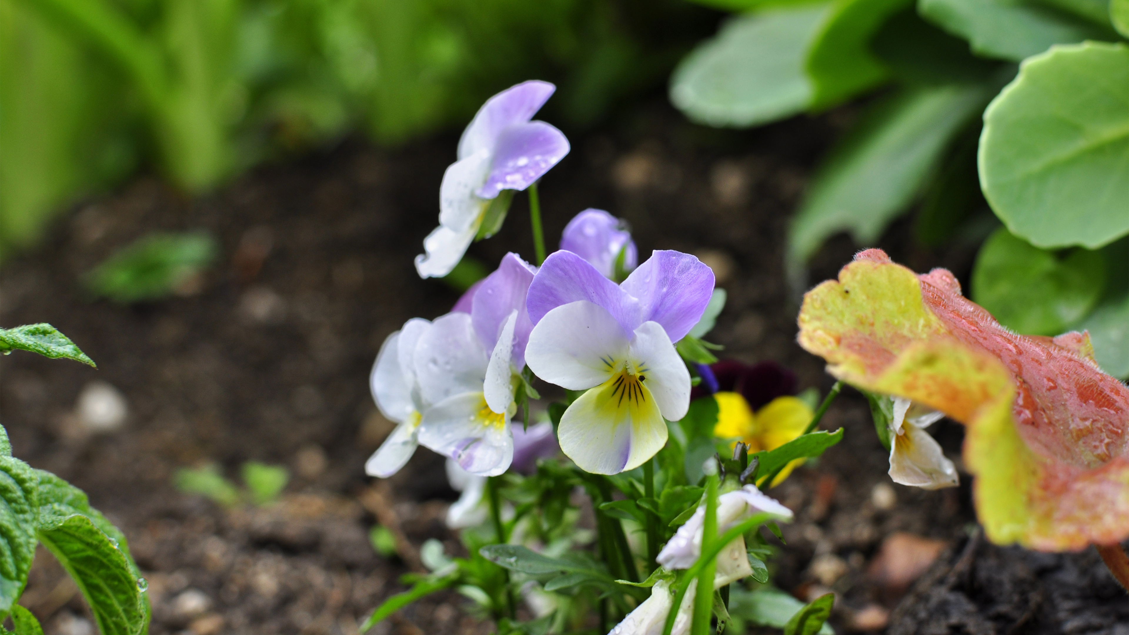 娇艳欲滴 雨后 小野花