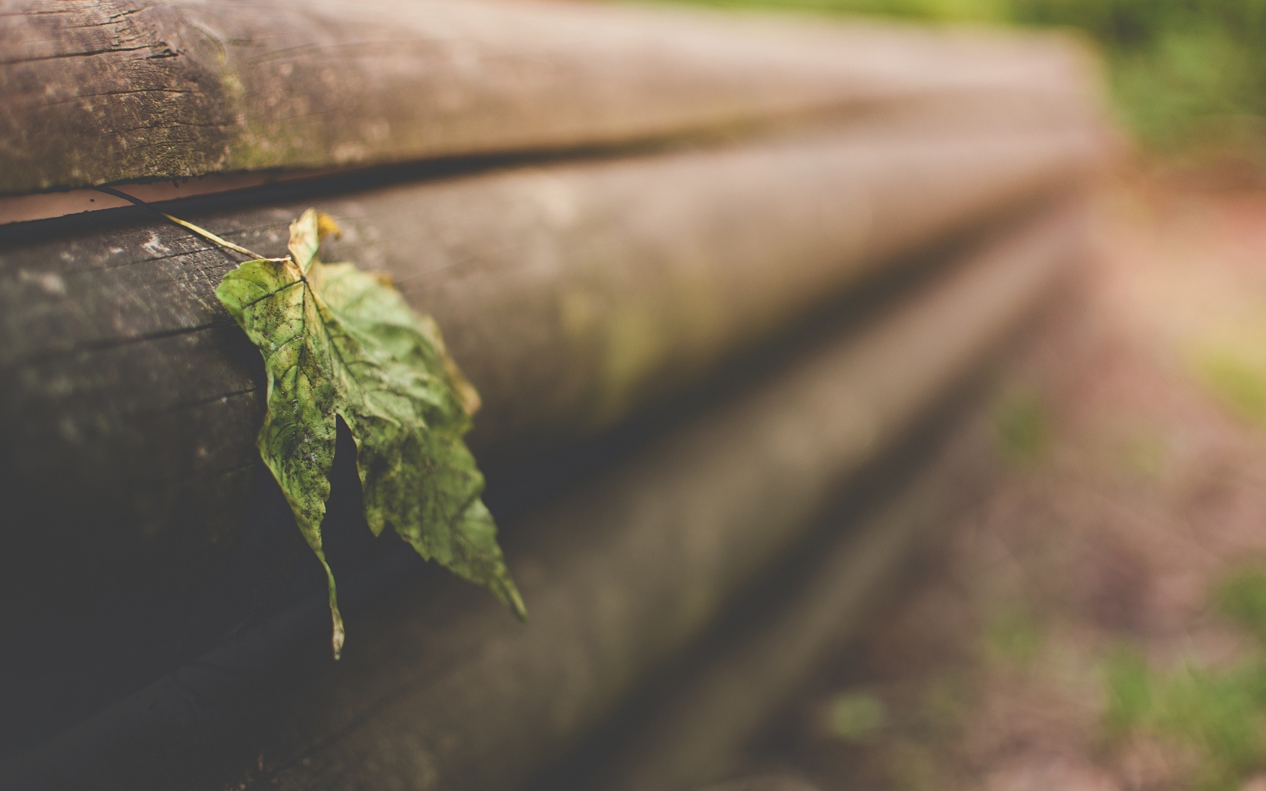 小清新 树叶 微距