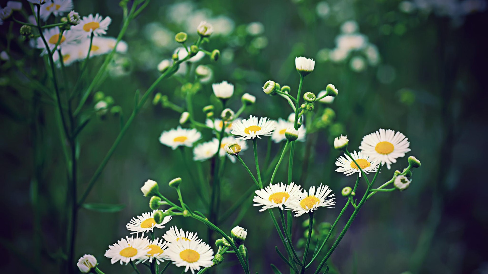 小清新 植物 花卉 雏菊