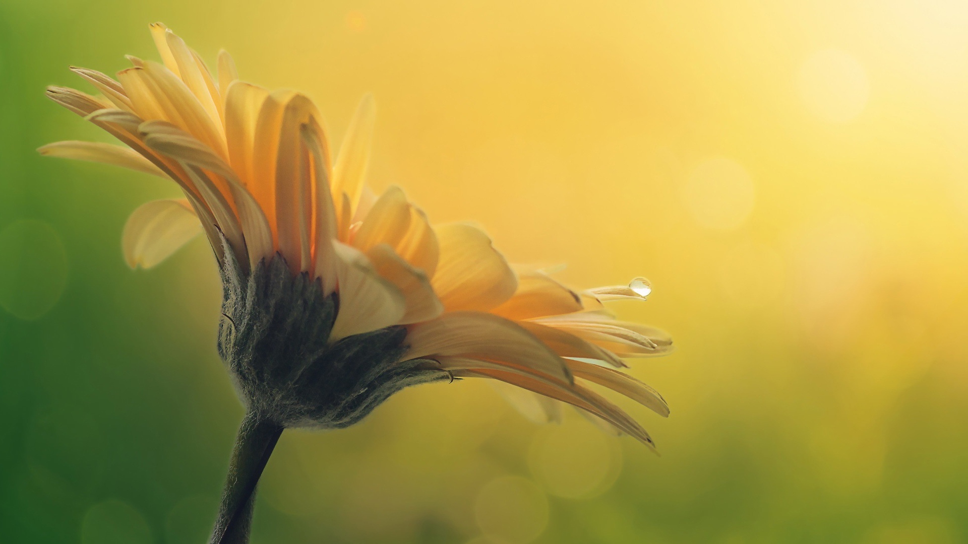 小清新 植物 花卉 雏菊 清新淡雅