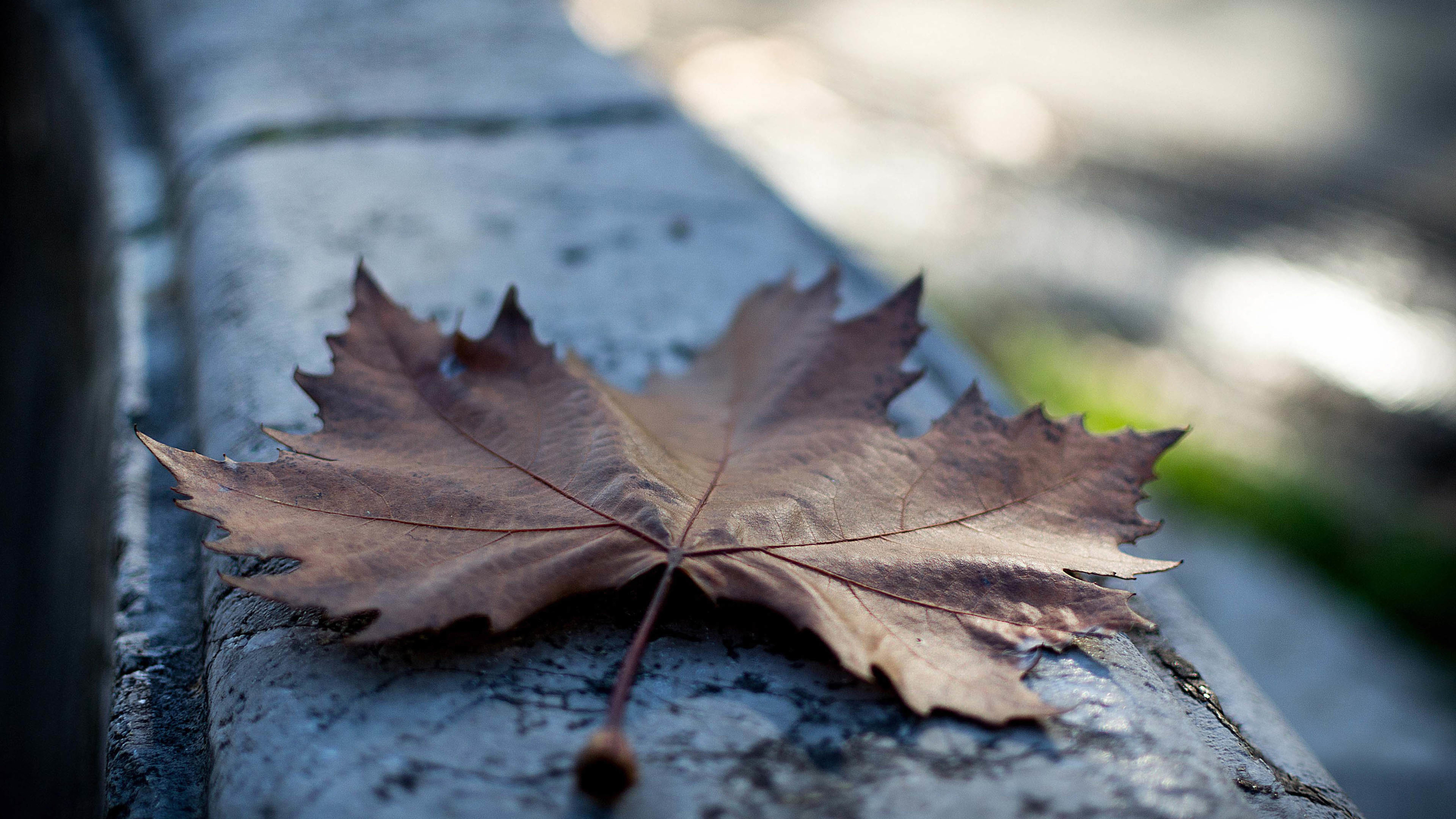 4K 小清新 树叶 静物写真