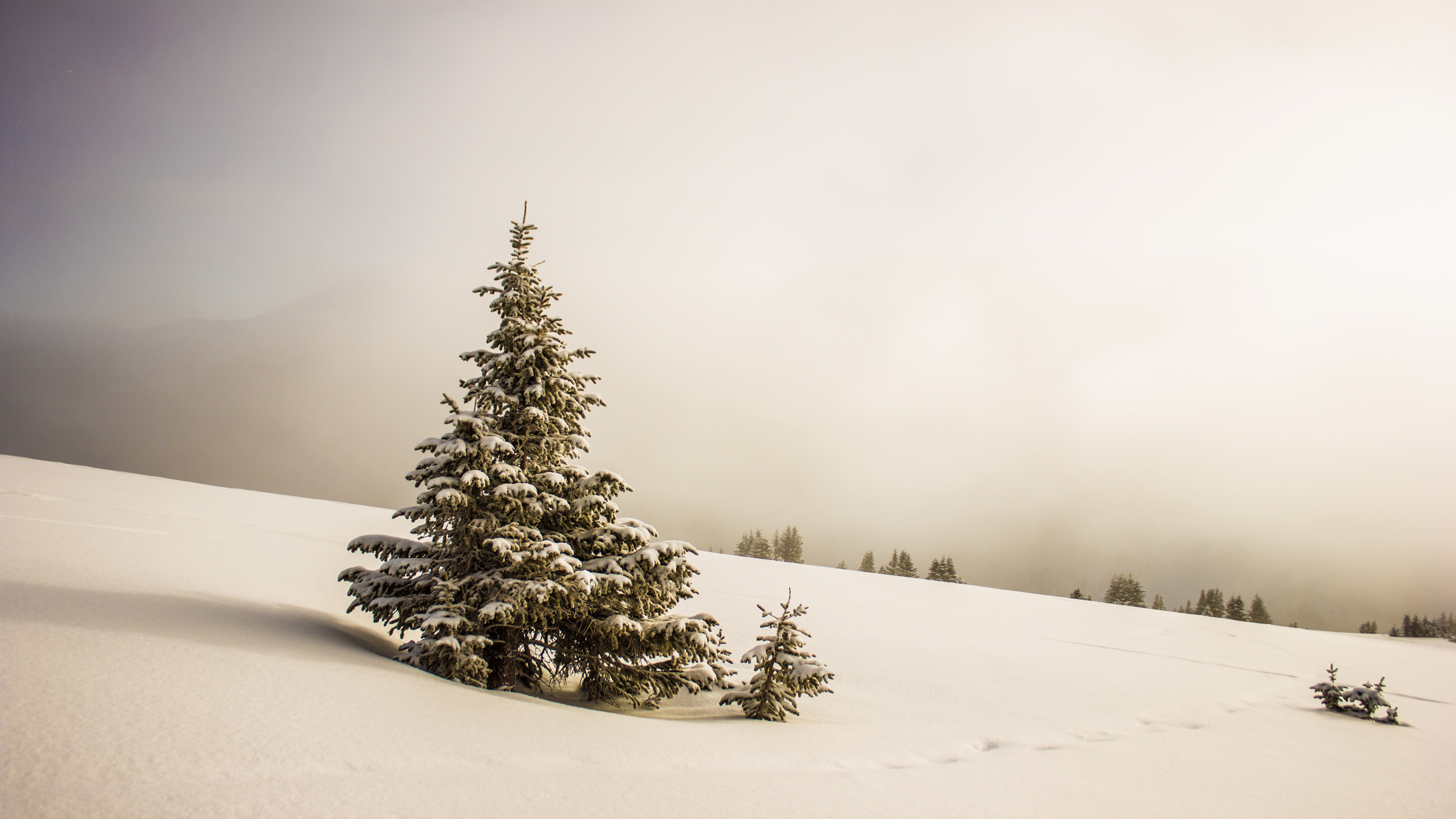 4K 风景 雪景 松树