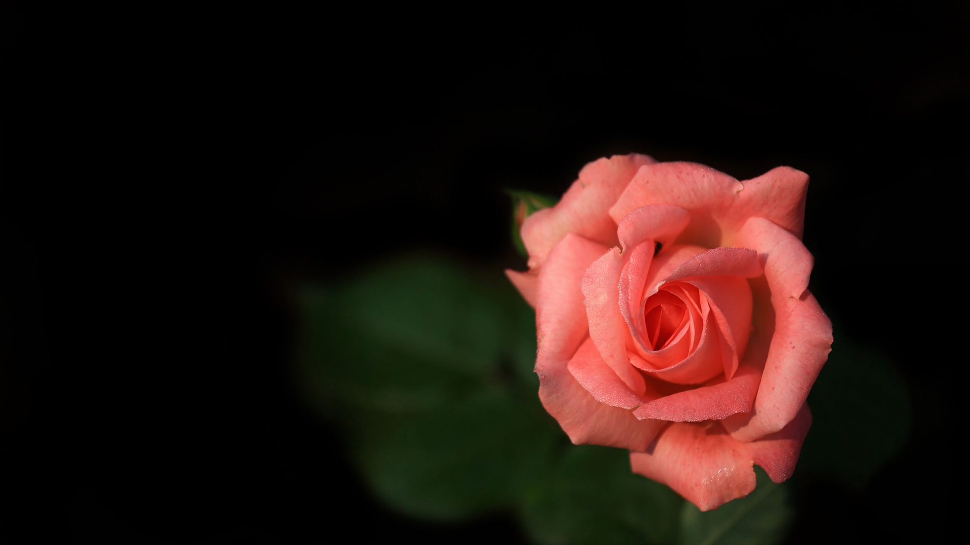 小清新 花朵 玫瑰花 鸟语花香