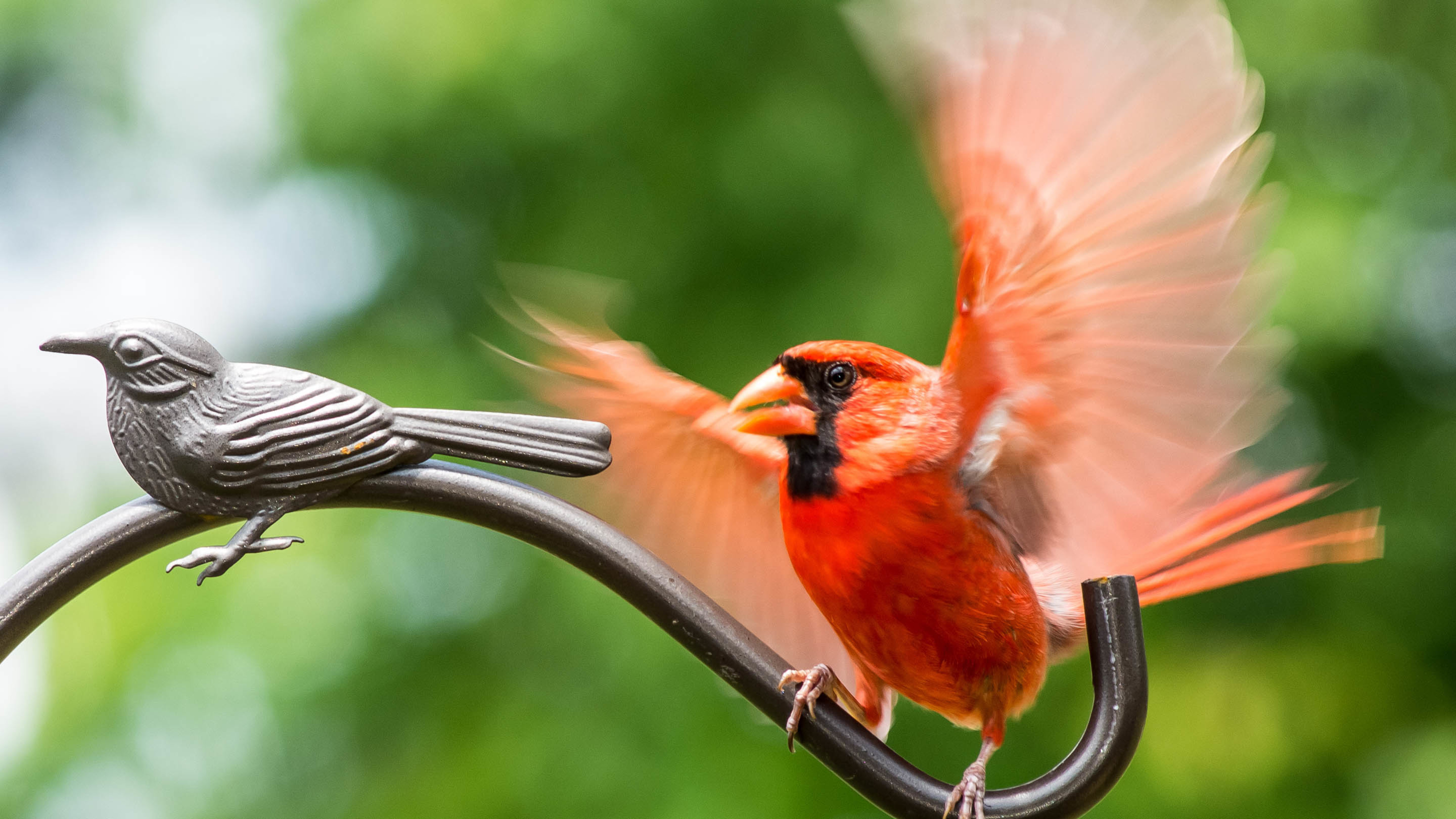 小鸟天地 红衣主教鸟