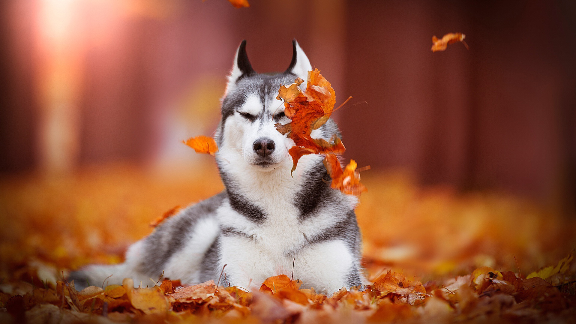 萌宠动物 汪星人