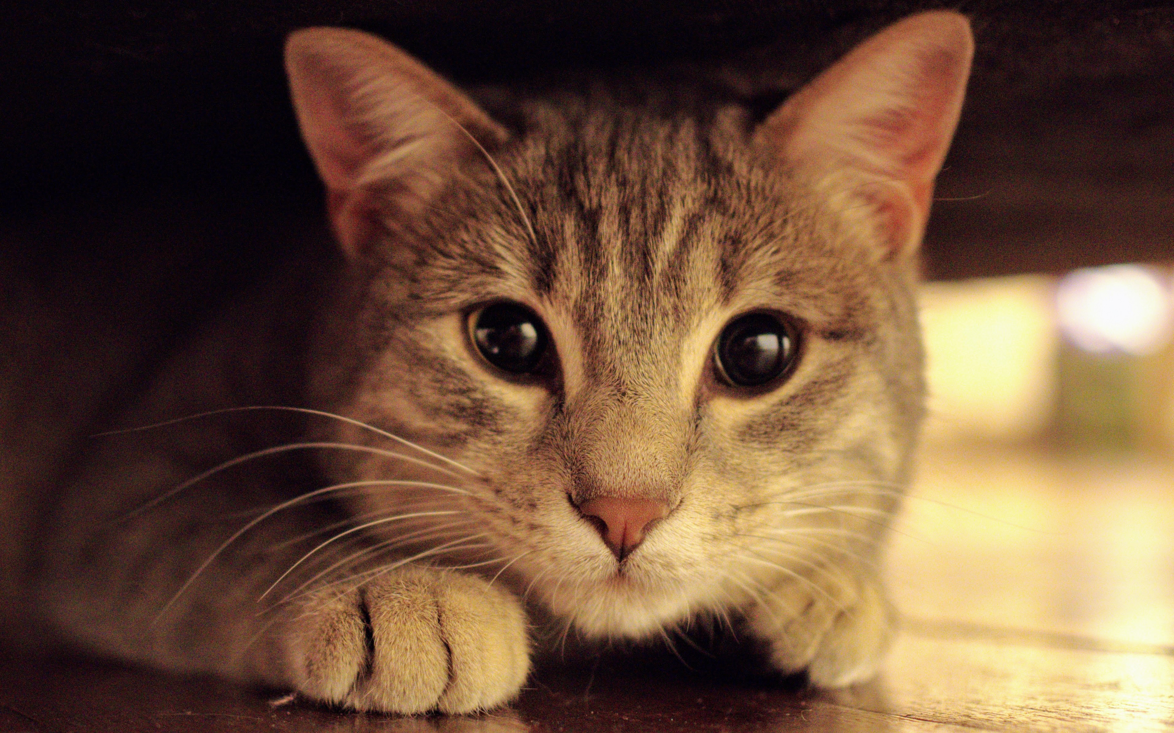 喵星人 猫咪 迷藏