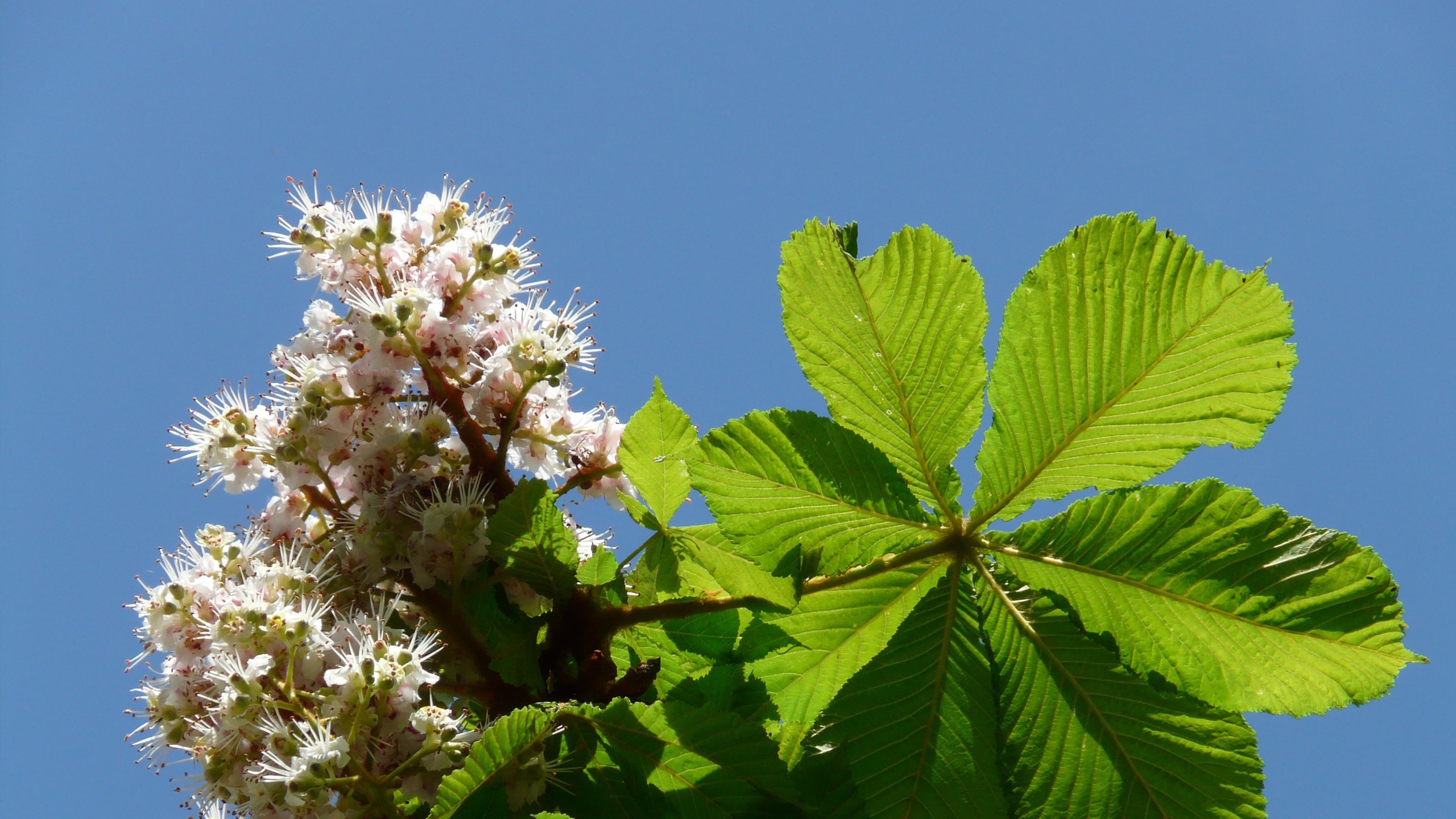 小清新 清新淡雅 七叶树