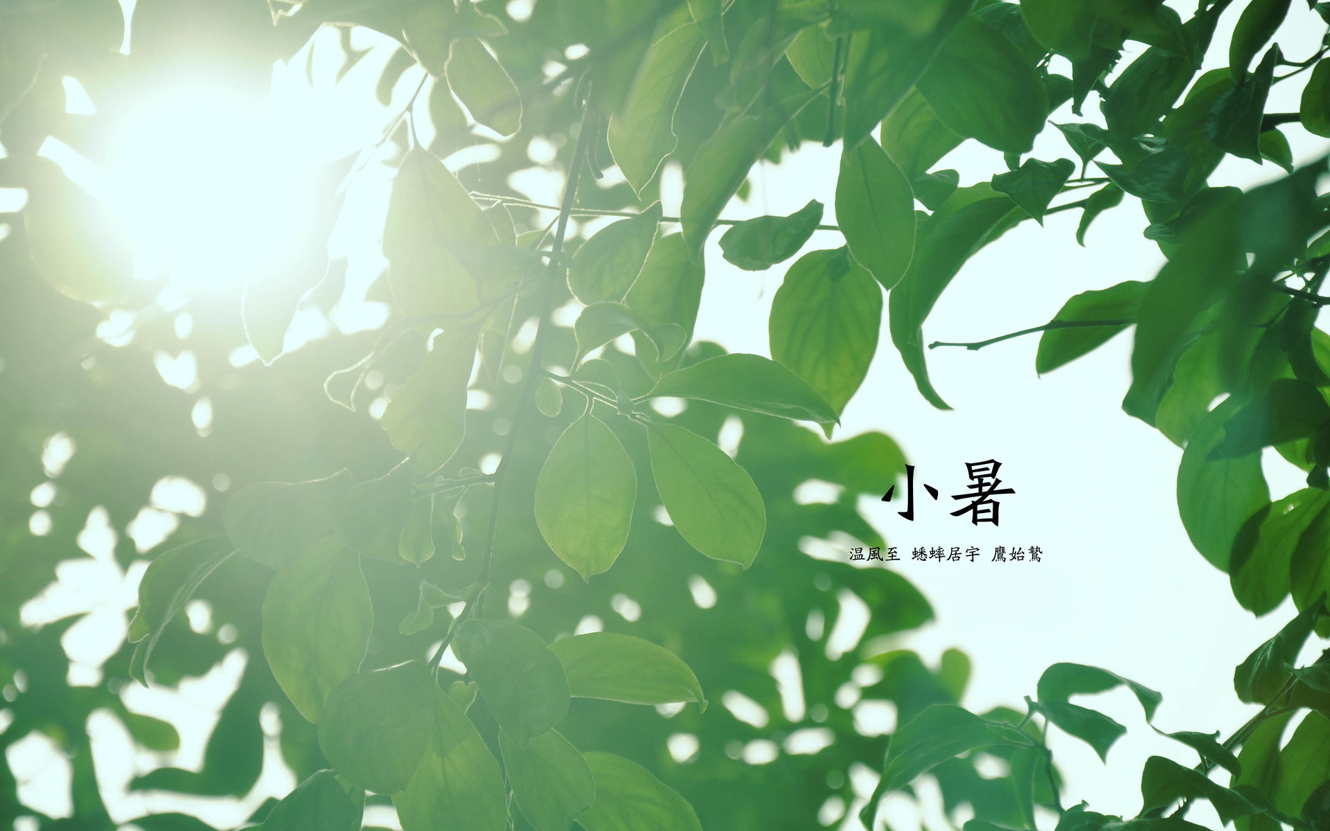 节气 二十四节气 小暑 树叶 阳光