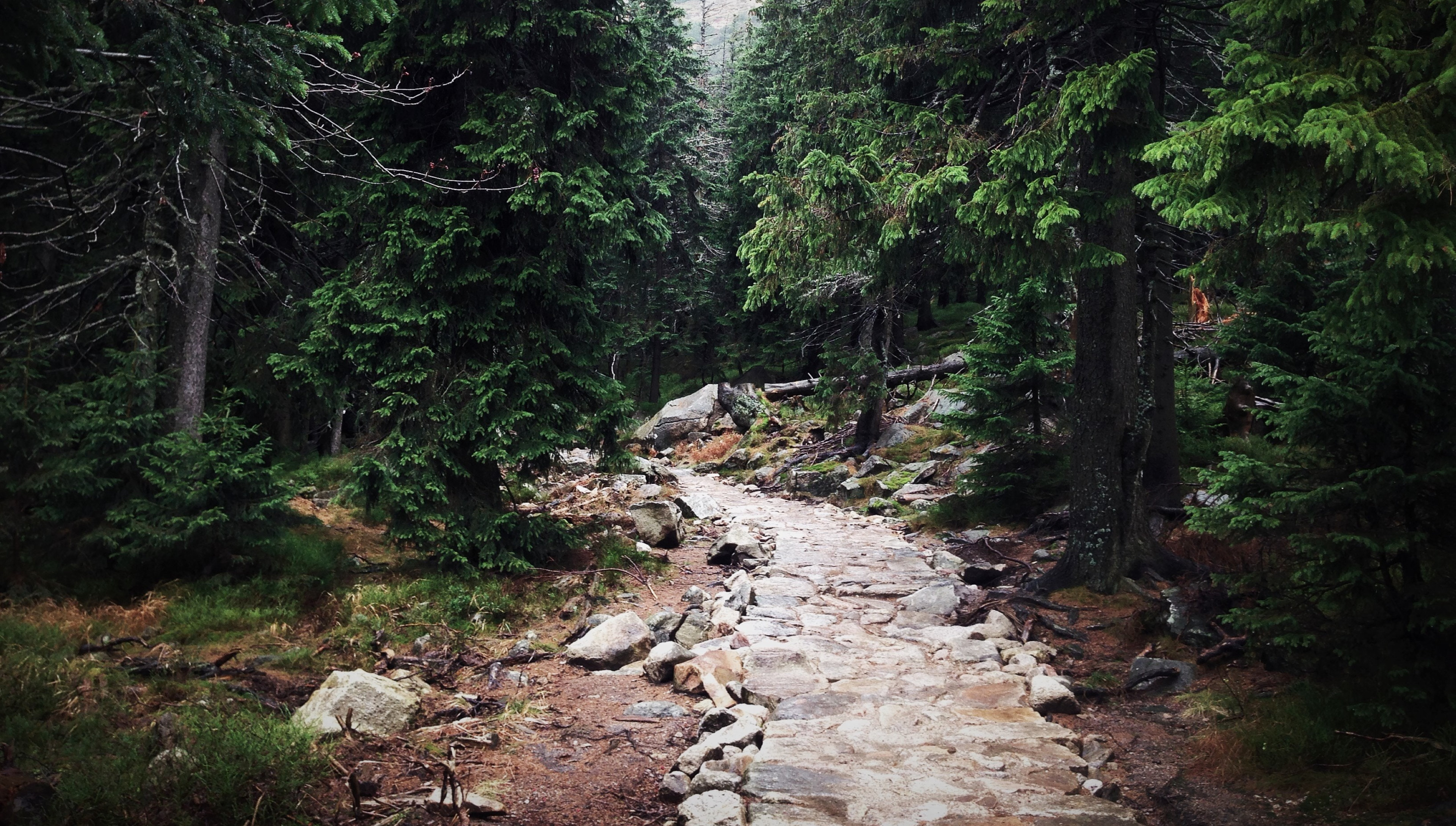 优美幽静的小路  森林