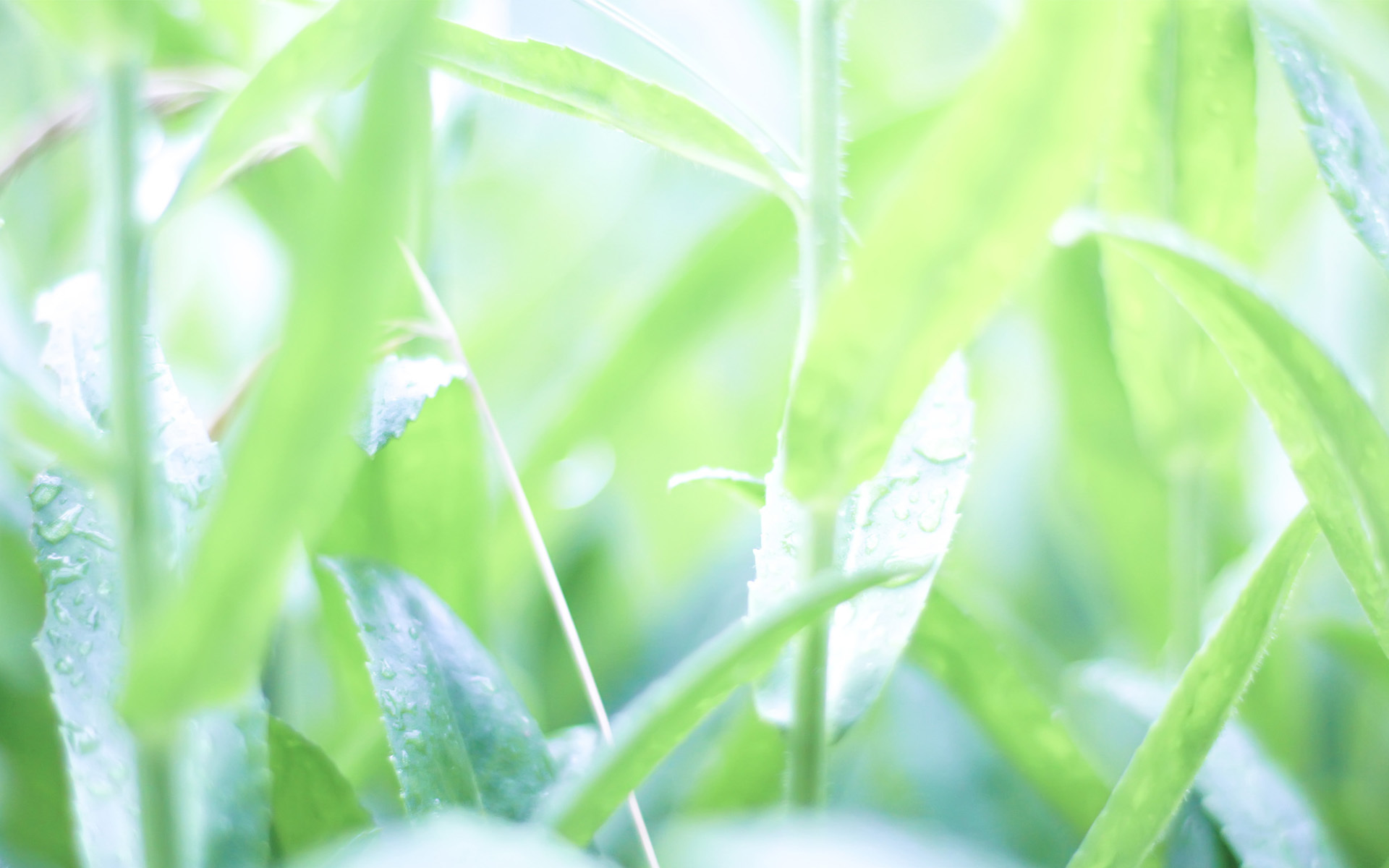 护眼壁纸 绿色植物
