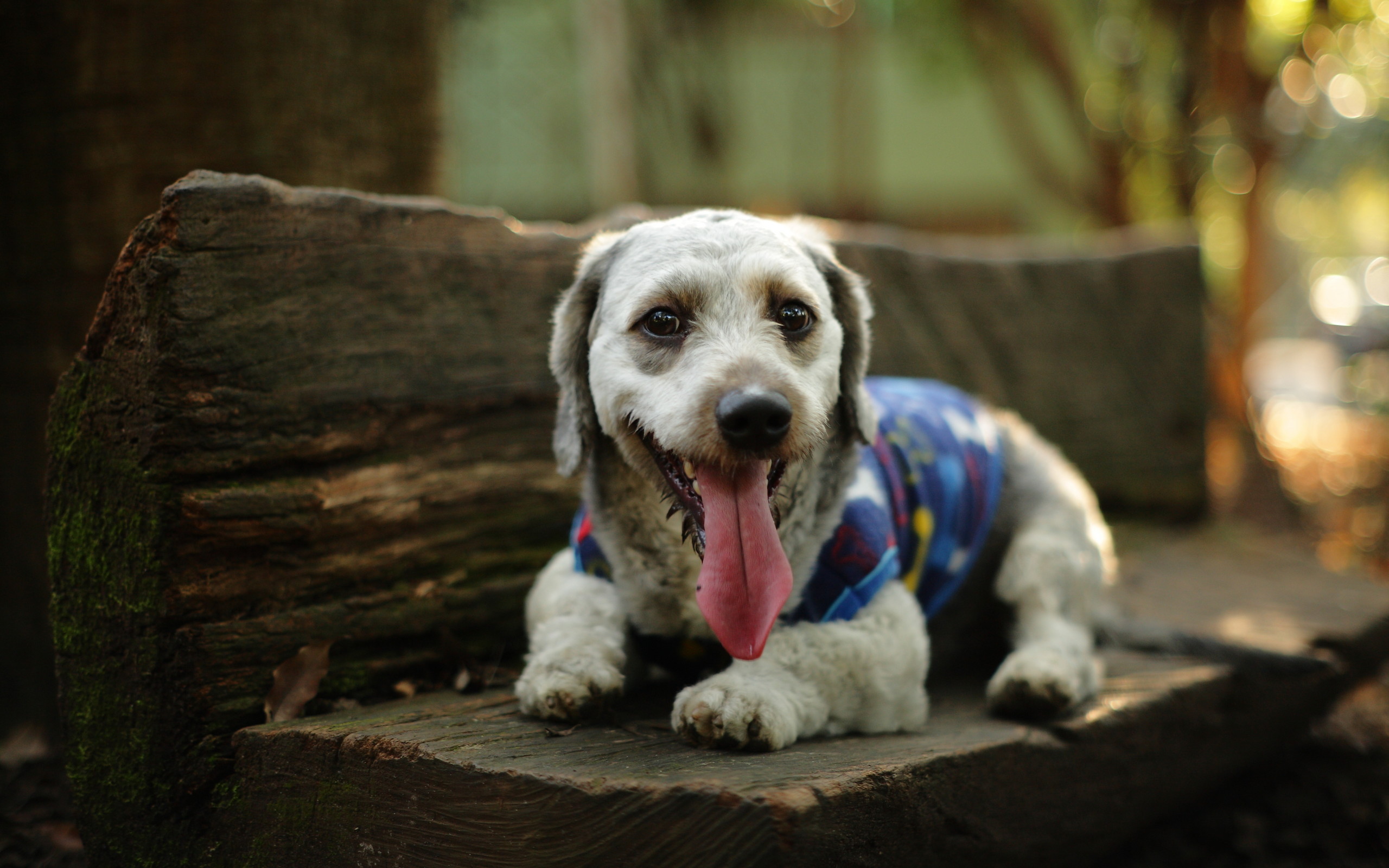 萌宠 动物 狗 汪星人
