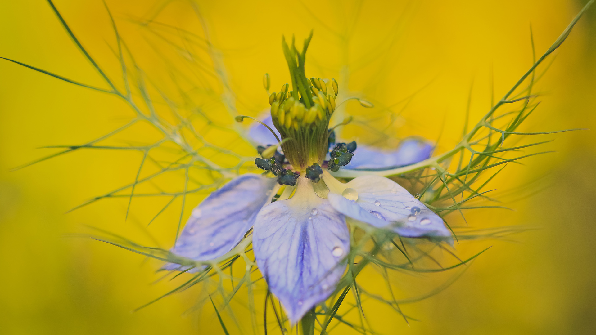 小清新 鸟语花香