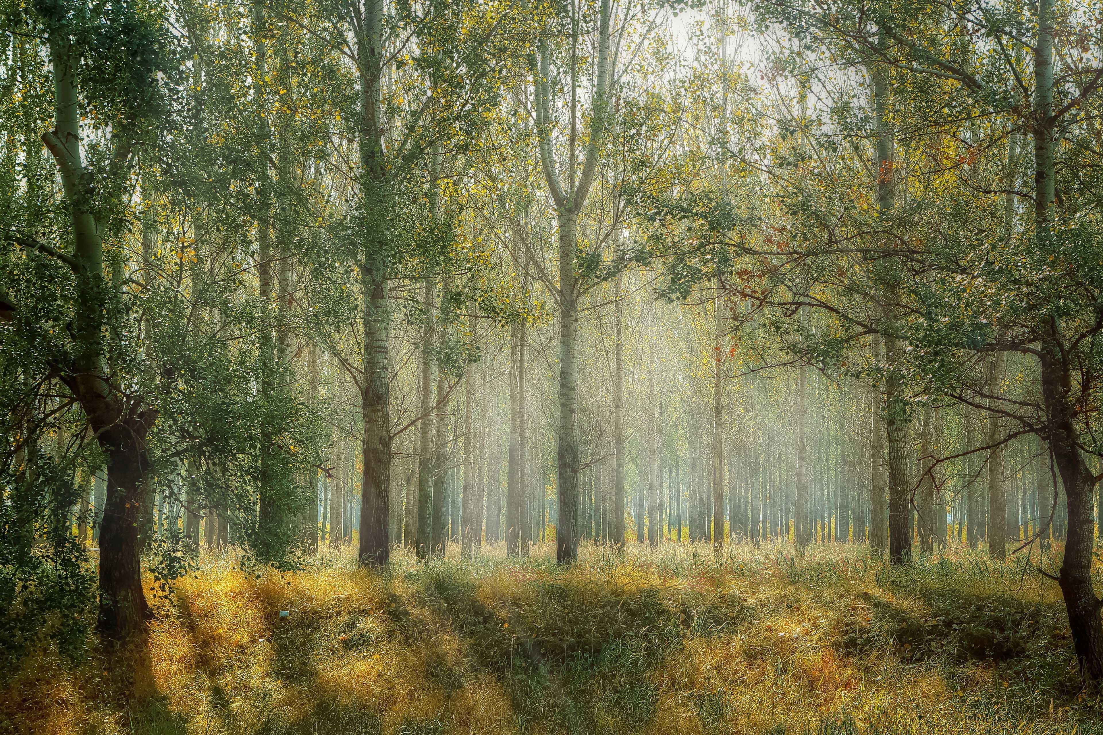风景 森林 阳光 草地