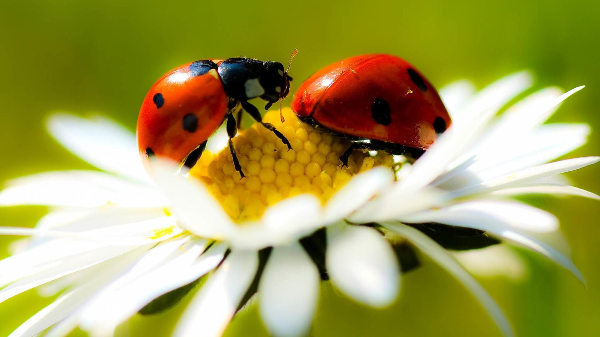 萌宠 七星瓢虫 可爱 宽屏