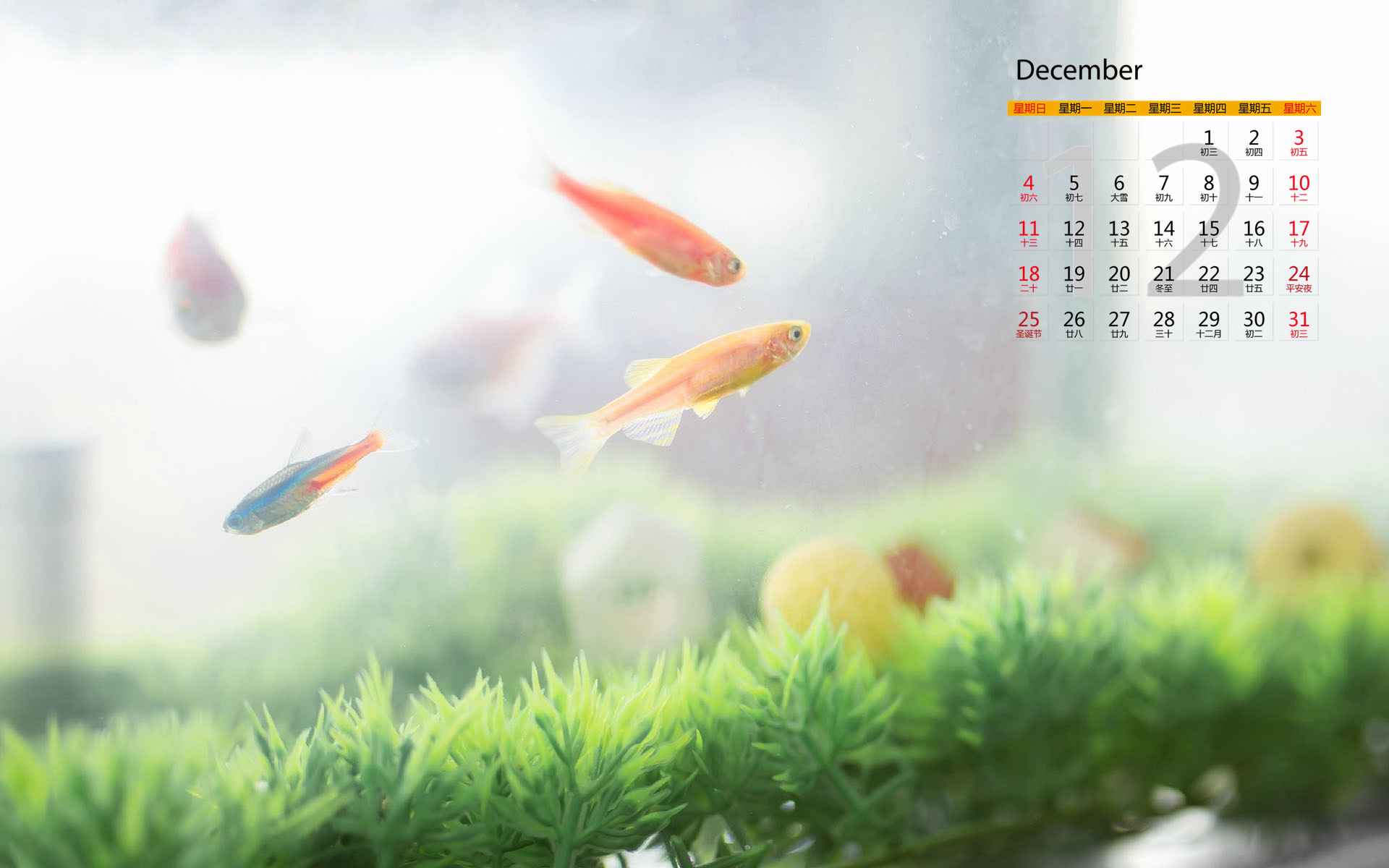 12月 金鱼