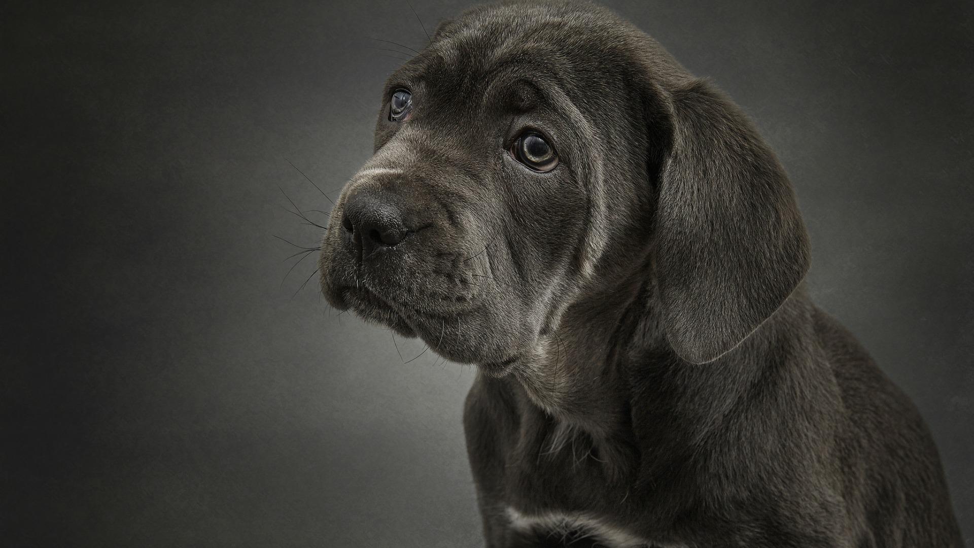 萌宠动物 汪星人