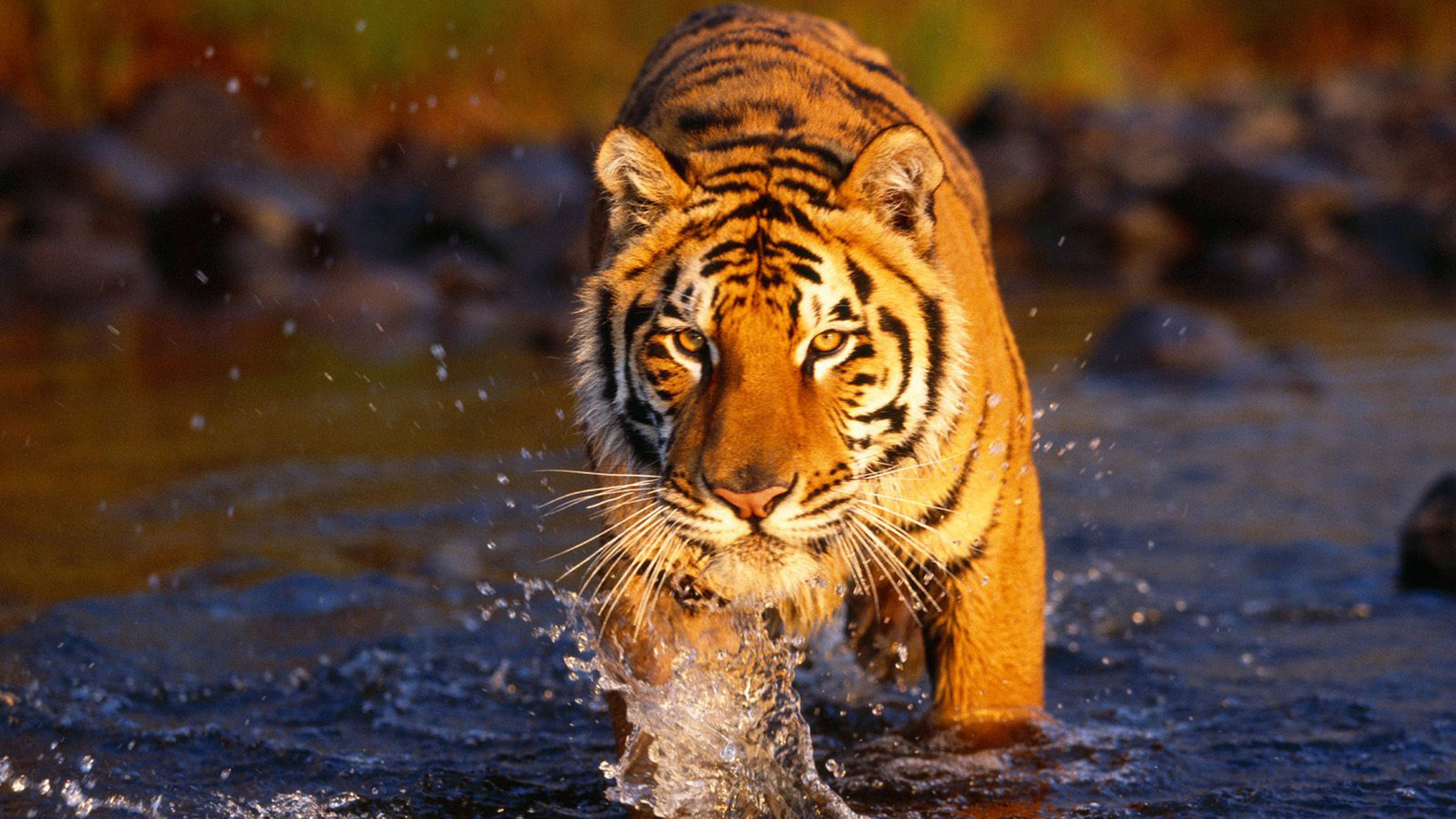 野生动物 老虎 森林之王