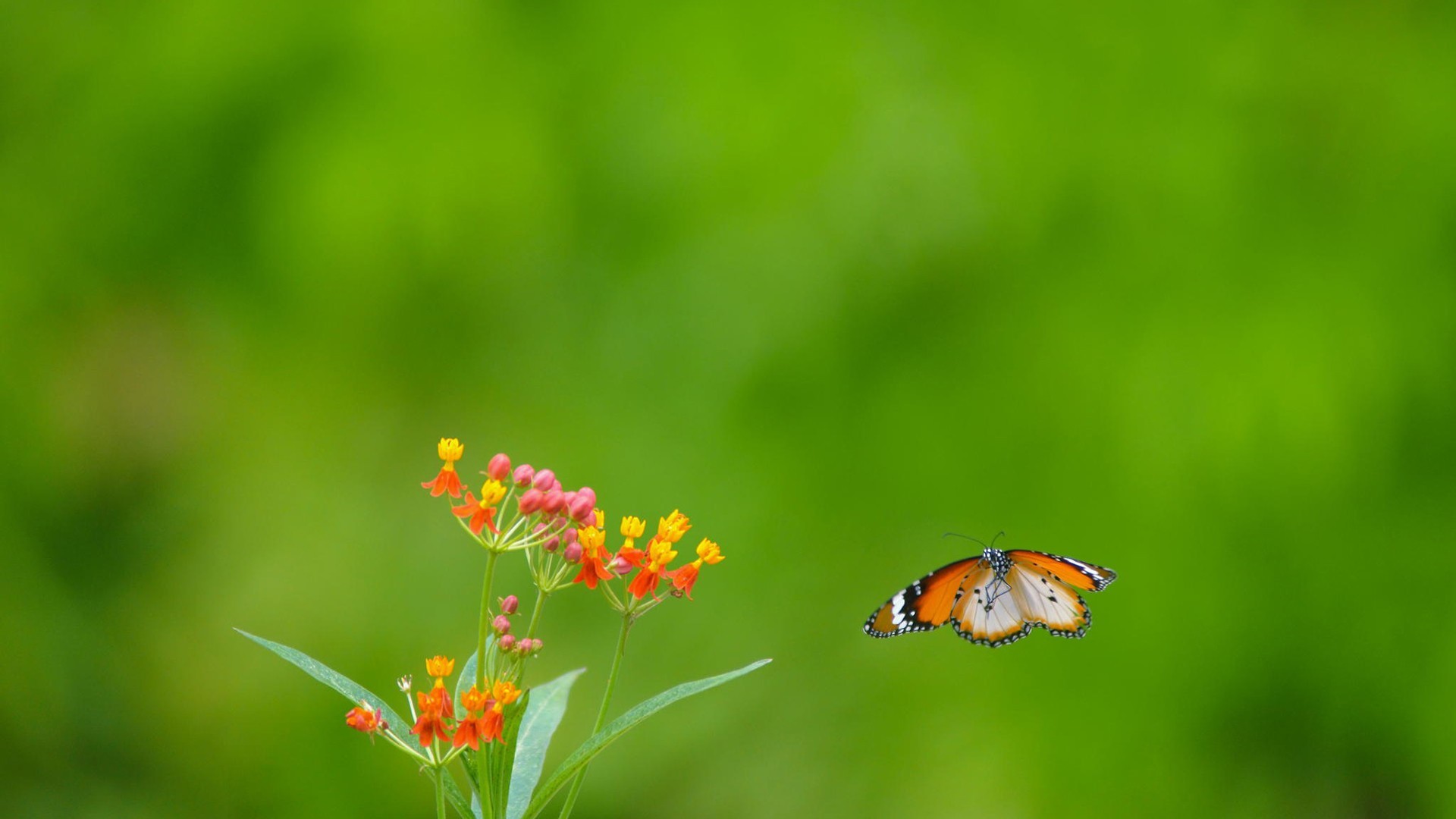 小清新 护眼壁纸 绿色