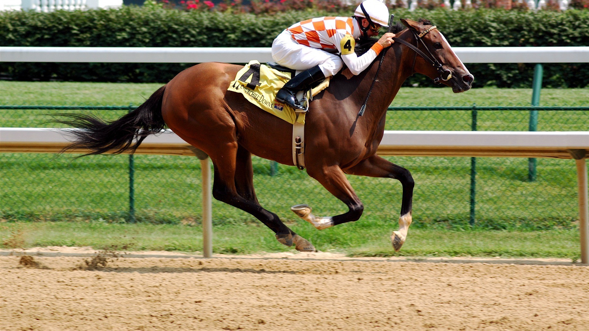 体育 运动 马术