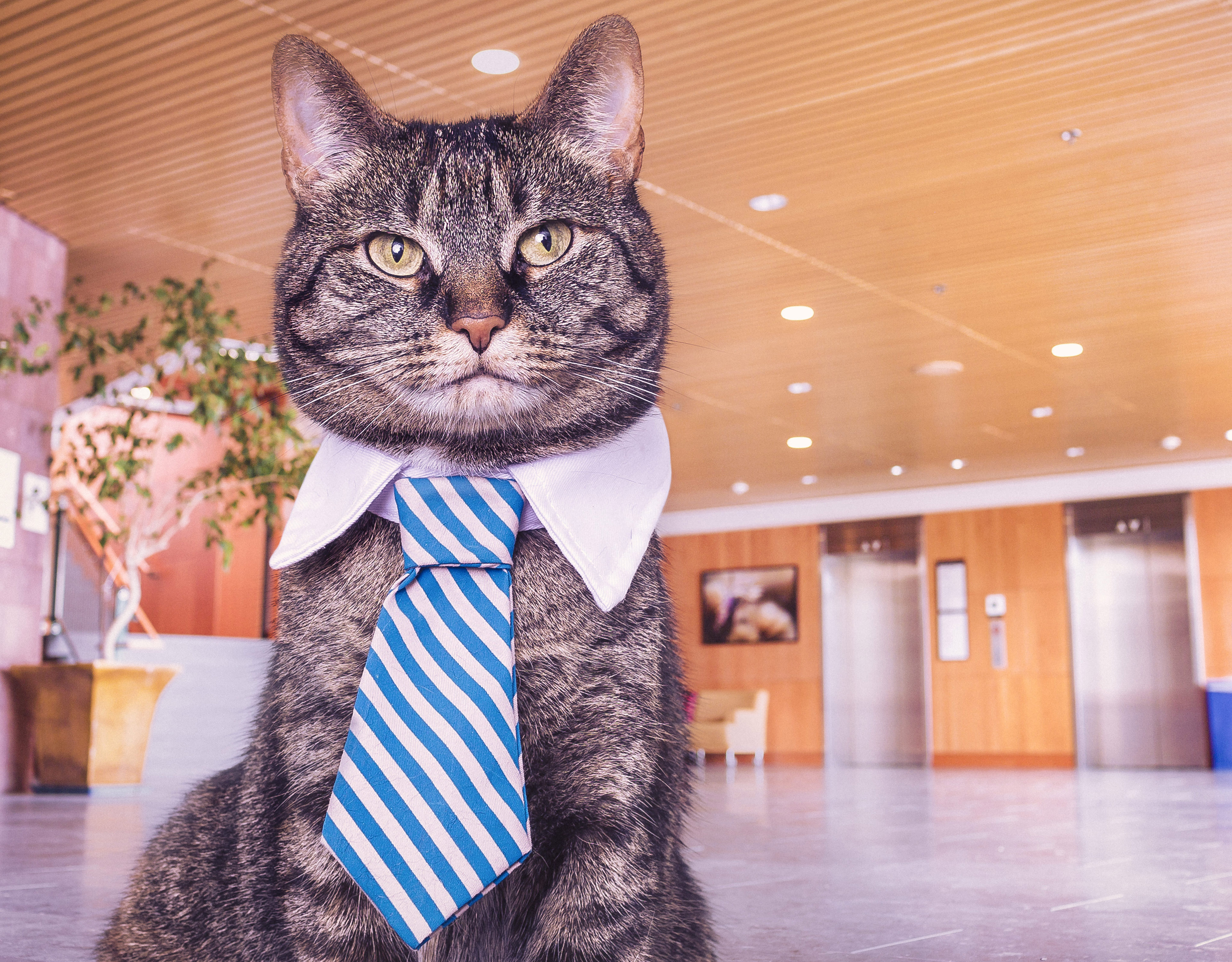 4K 动物 喵星人 猫