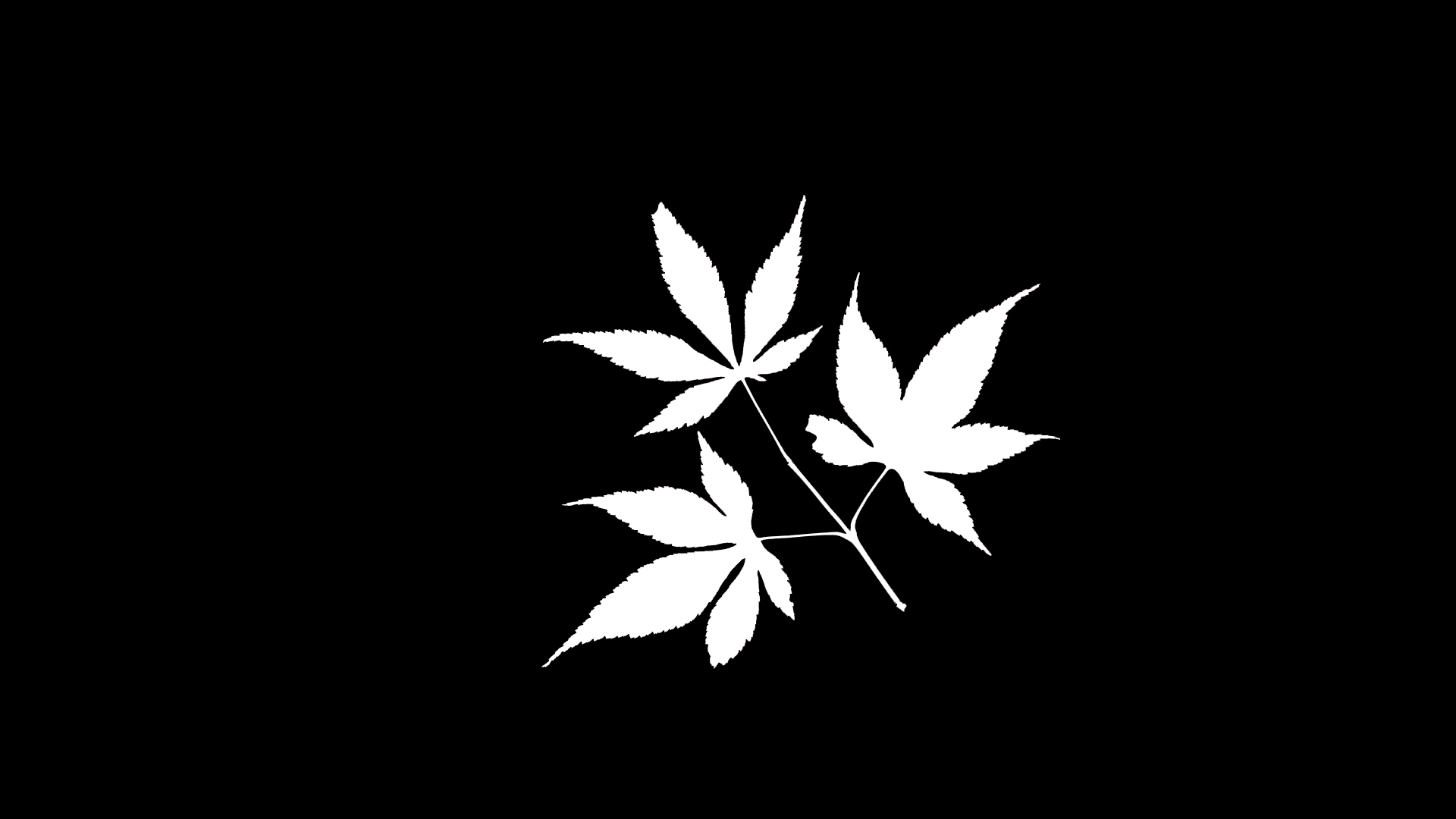 简约 枫叶 剪影