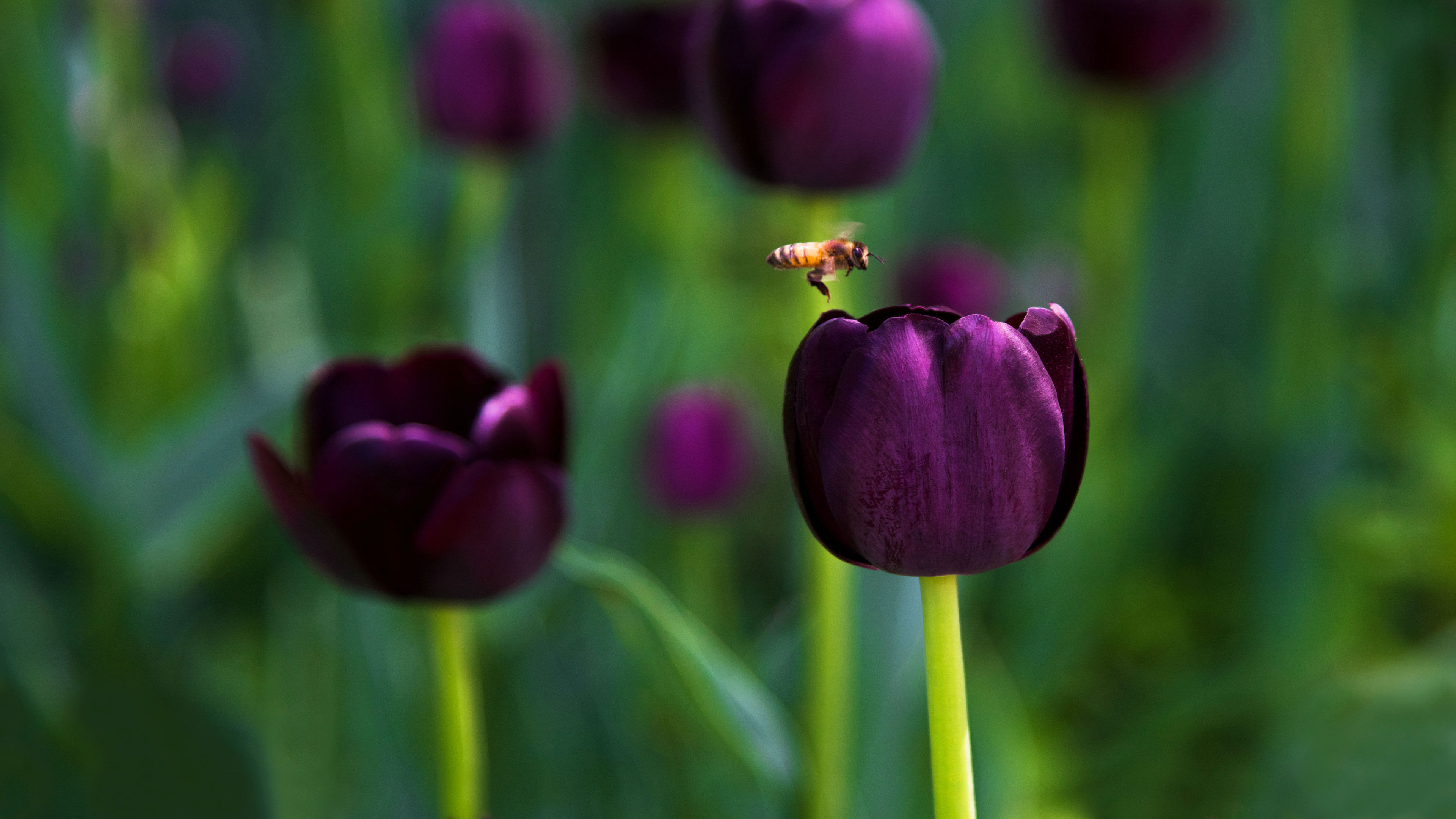 鸟语花香 郁金香 蜜蜂
