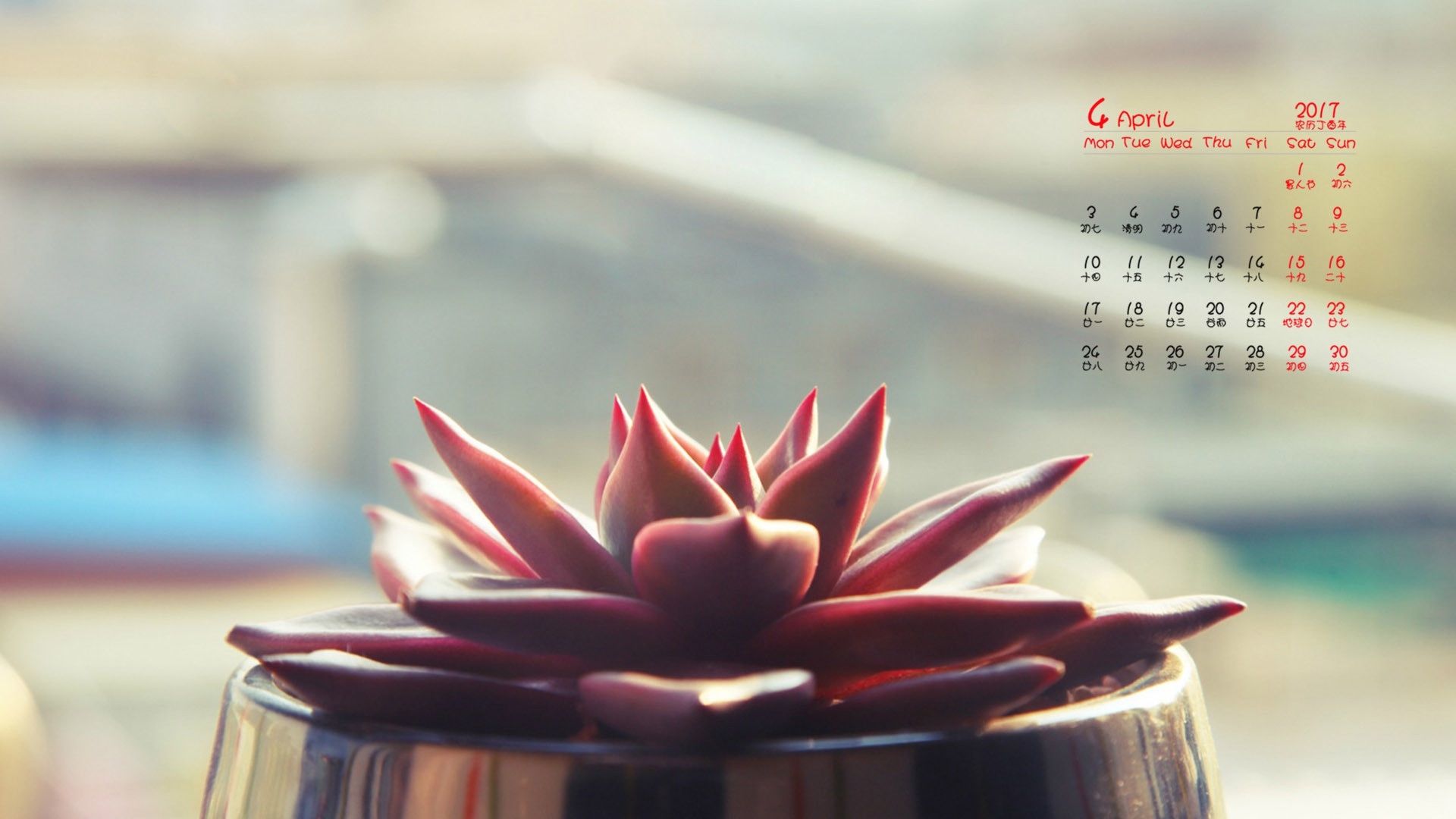 2017年4月 多肉植物 盆栽