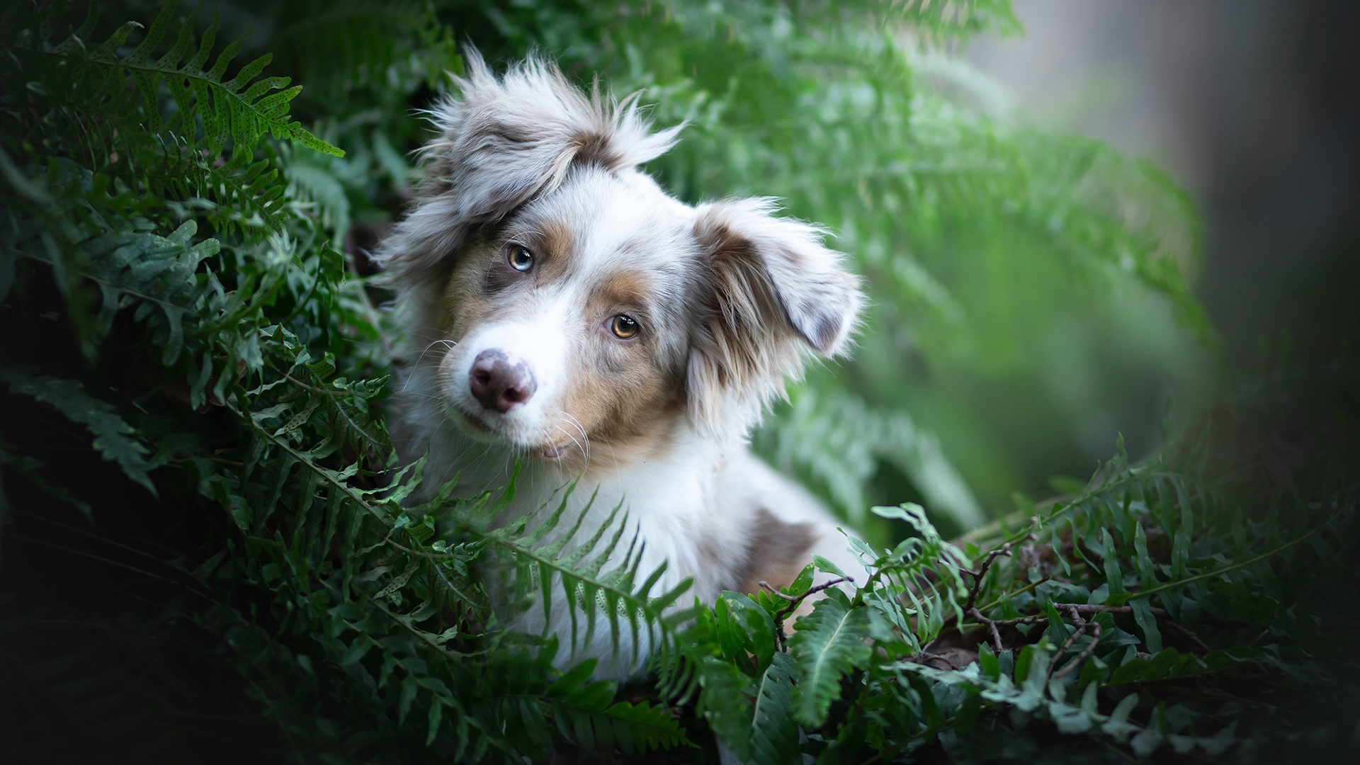 汪星人 白色 狗狗