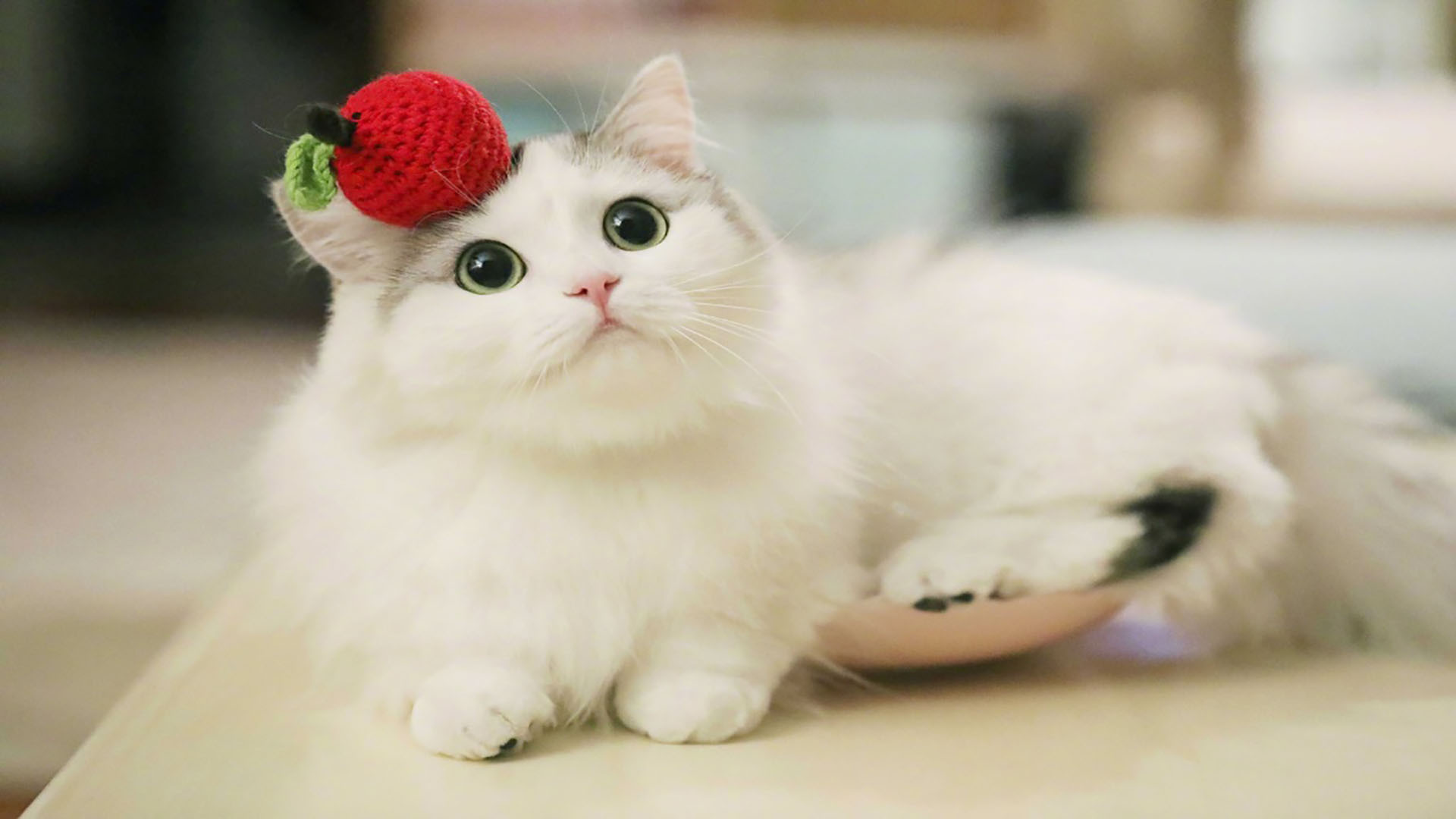 萌宠动物 喵星人