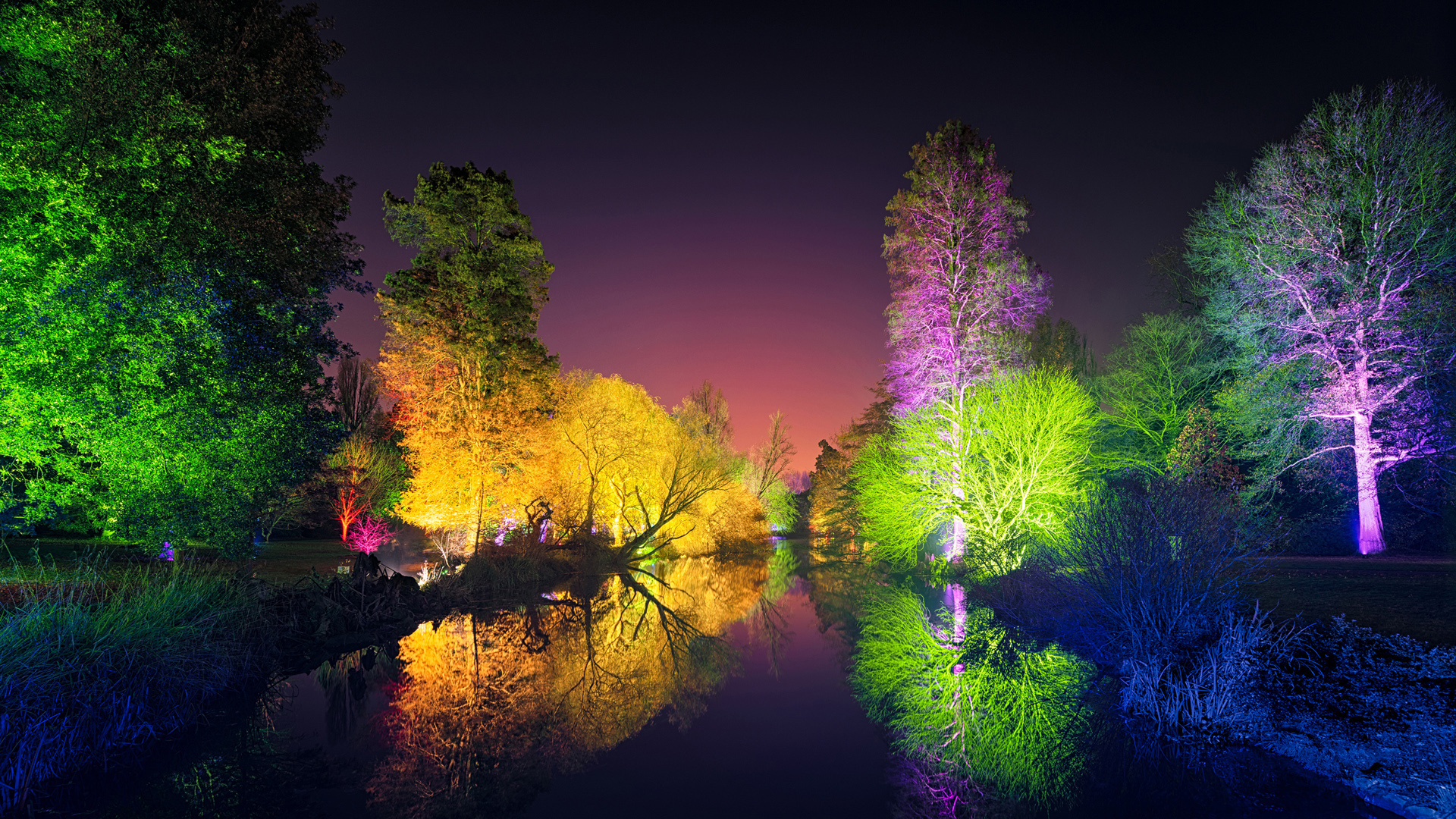风景 树木 夜景