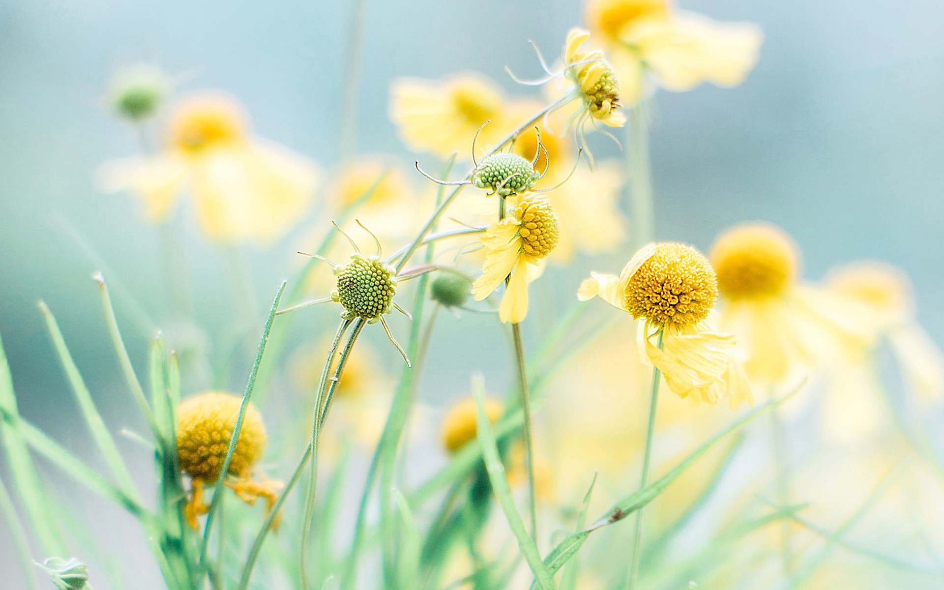 护眼壁纸  花卉 黄色小花