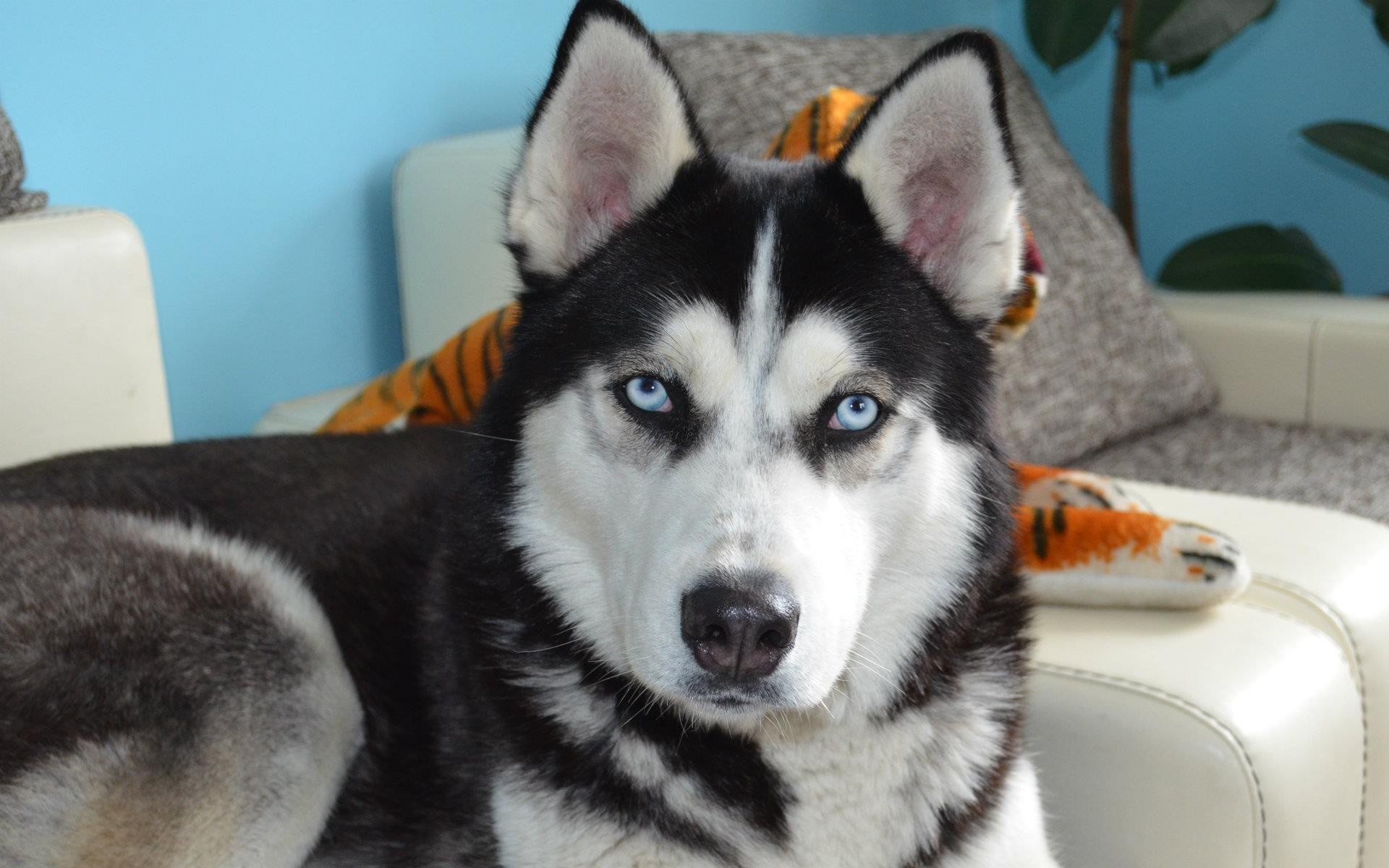 动物 汪星人 狗 哈士奇