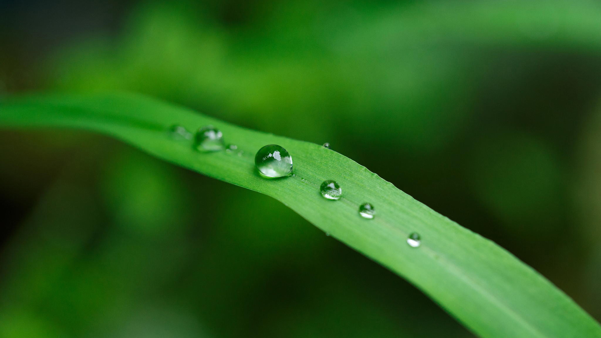 小清新 舒缓压力 露珠