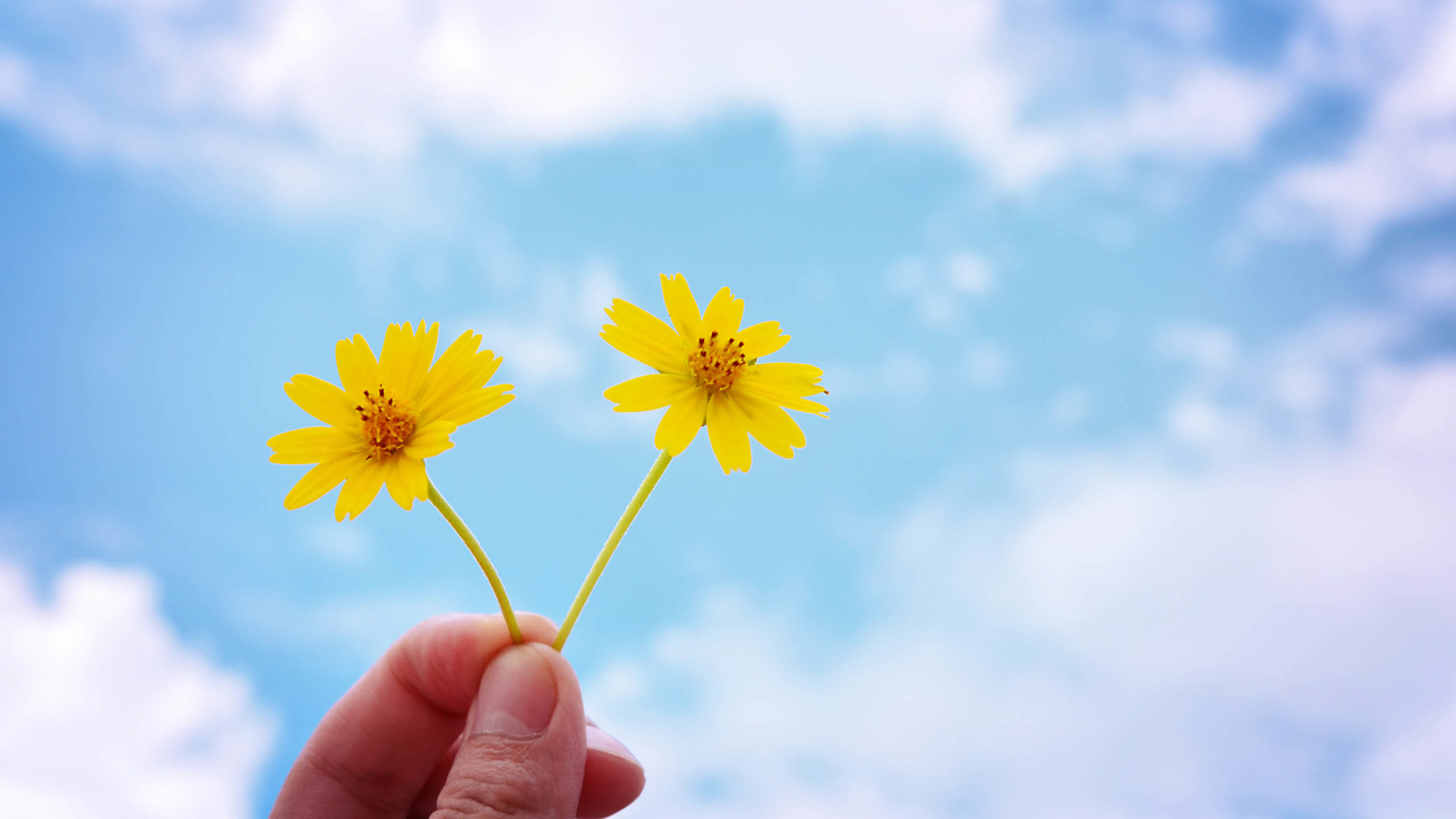 手中的黄色小花