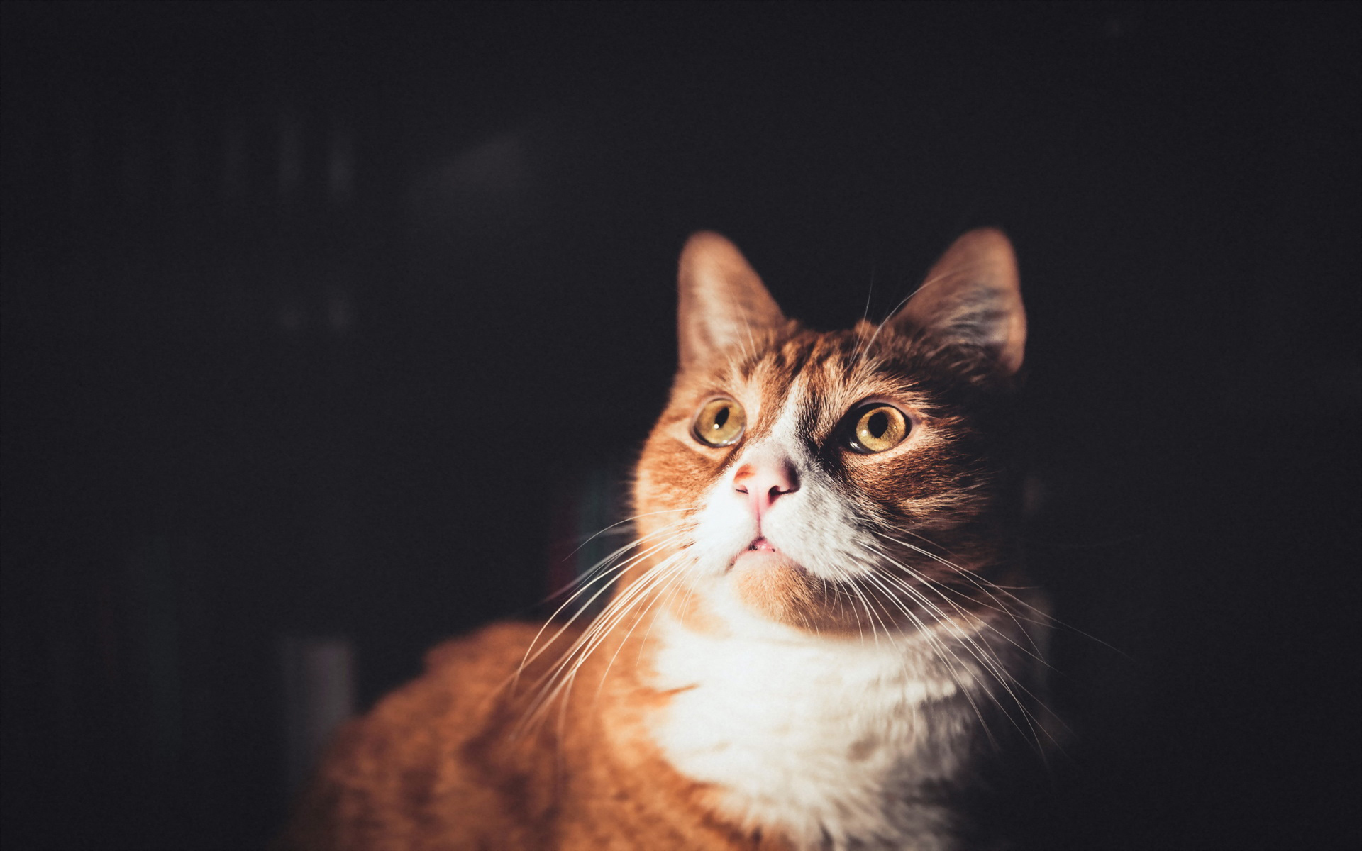 萌宠 动物 喵星人 猫