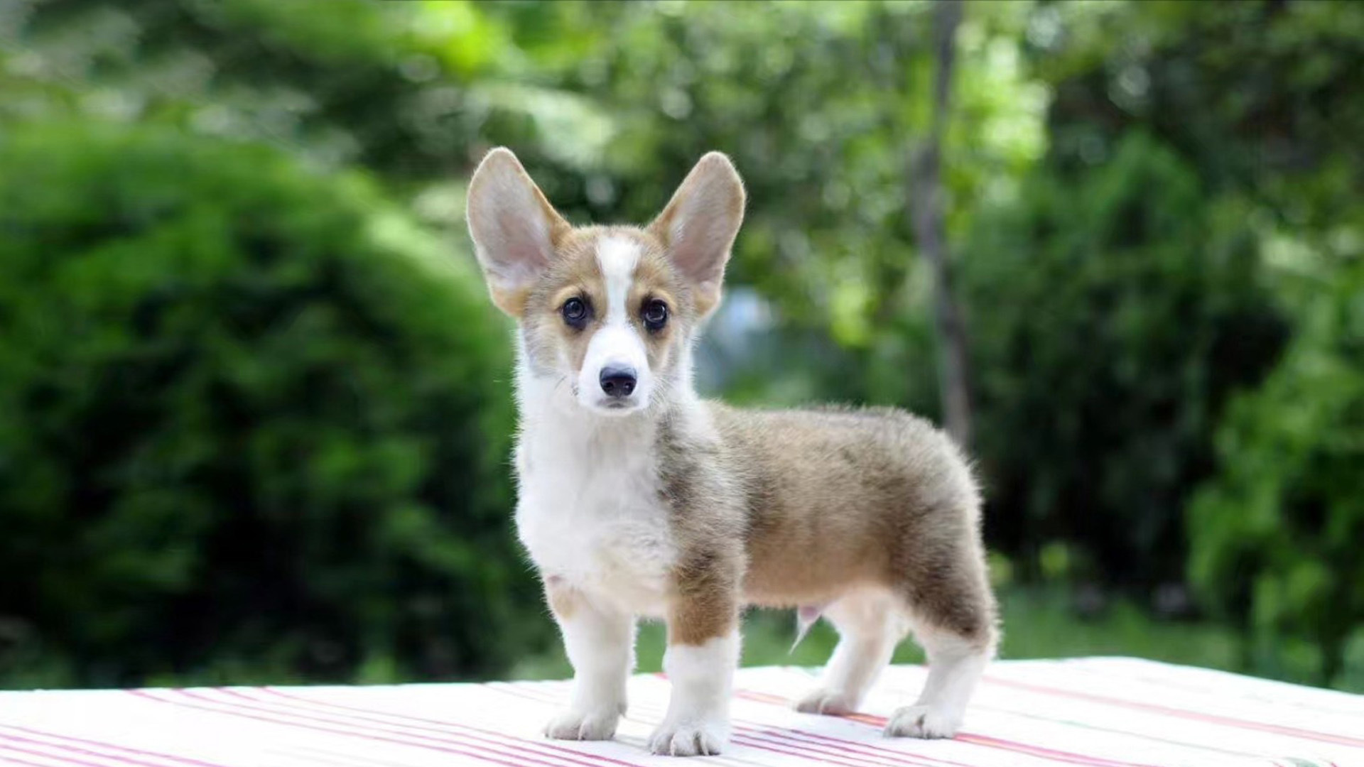 萌宠 动物 汪星人 狗 柯基犬