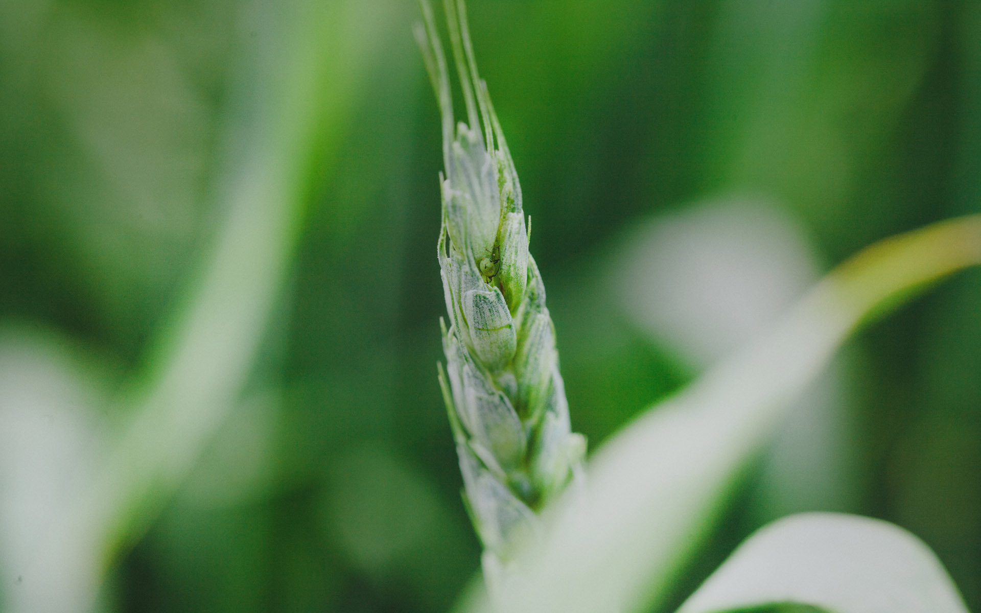 护眼壁纸  绿色 护眼  小麦