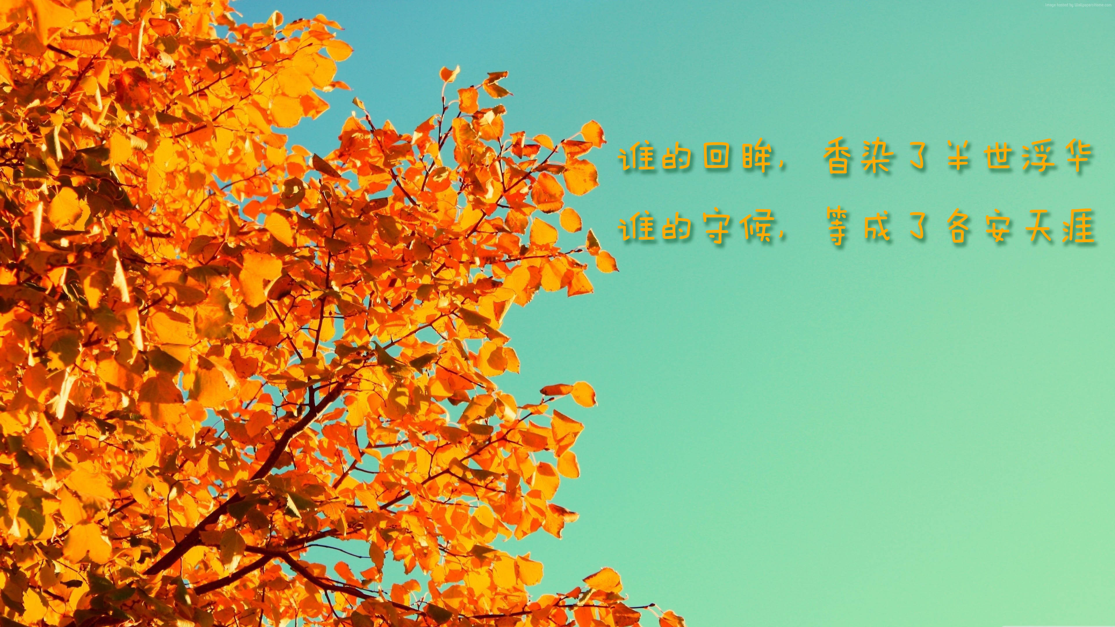 文字 4k 秋天 落叶 伤感